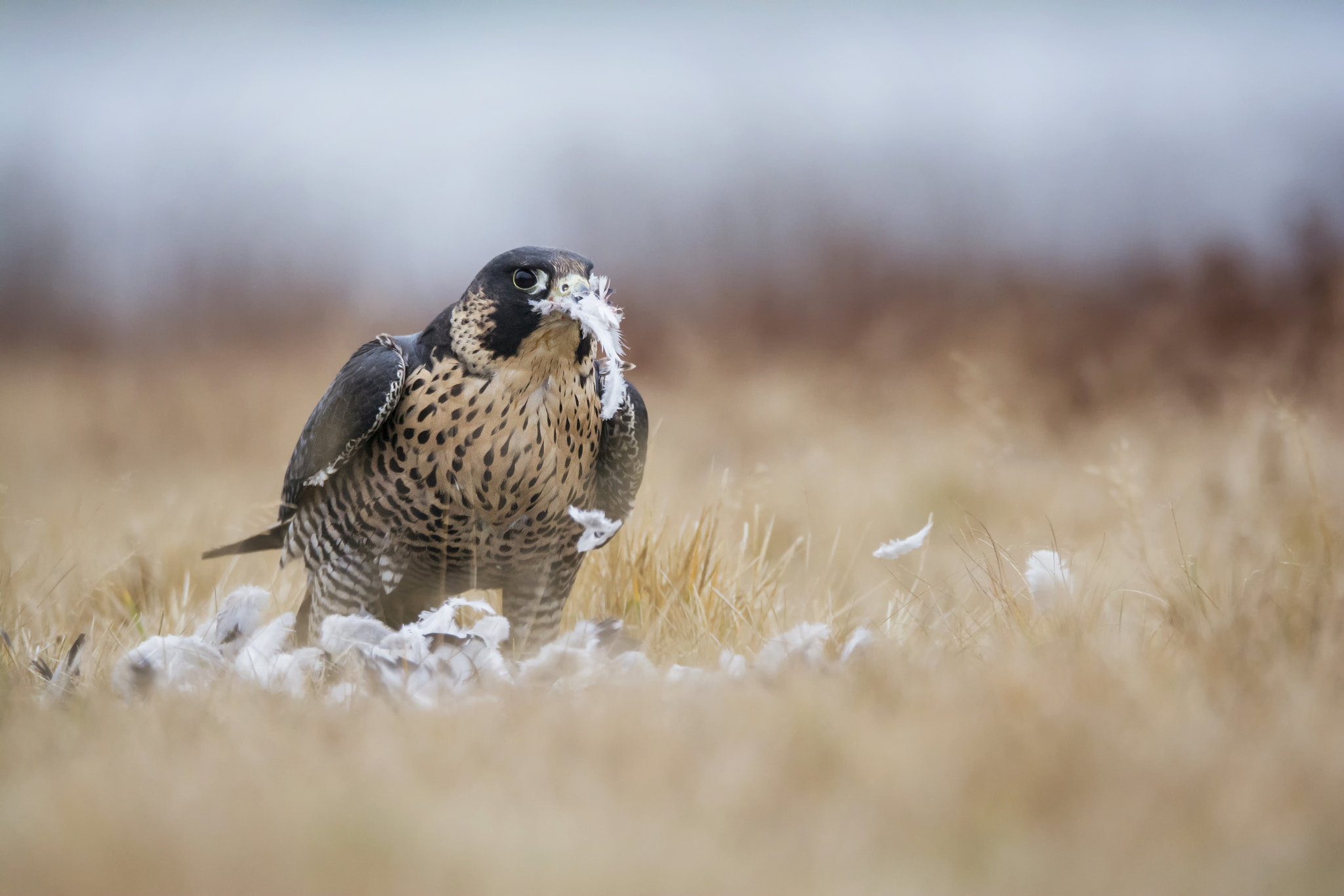 Nikon D7100 sample photo. Peregrine falcon photography