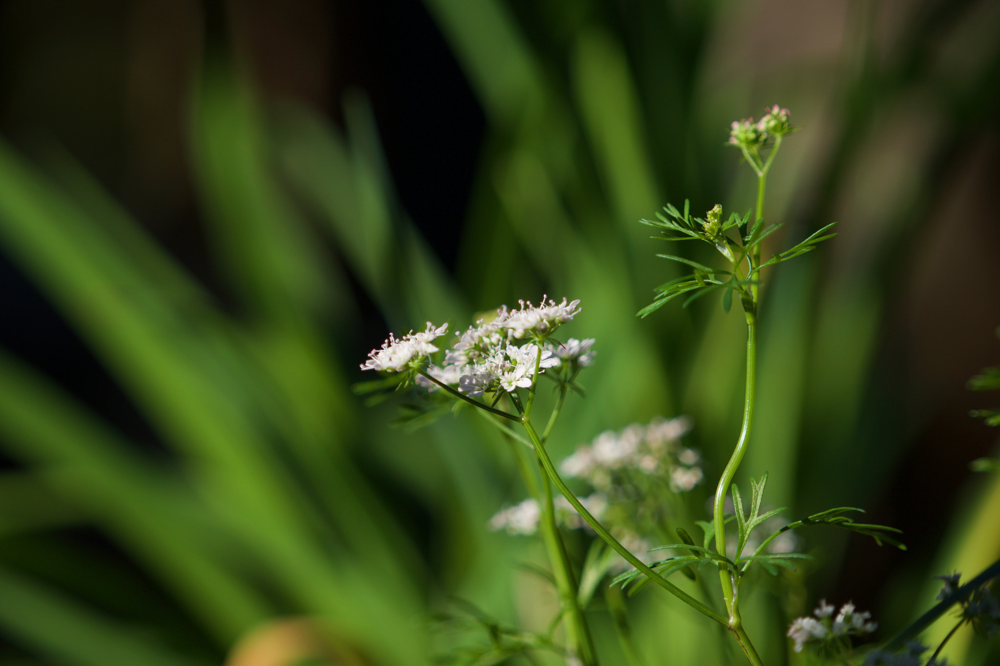 Sony a6000 + Sony FE 70-200mm F4 G OSS sample photo. Cilantro flowers photography