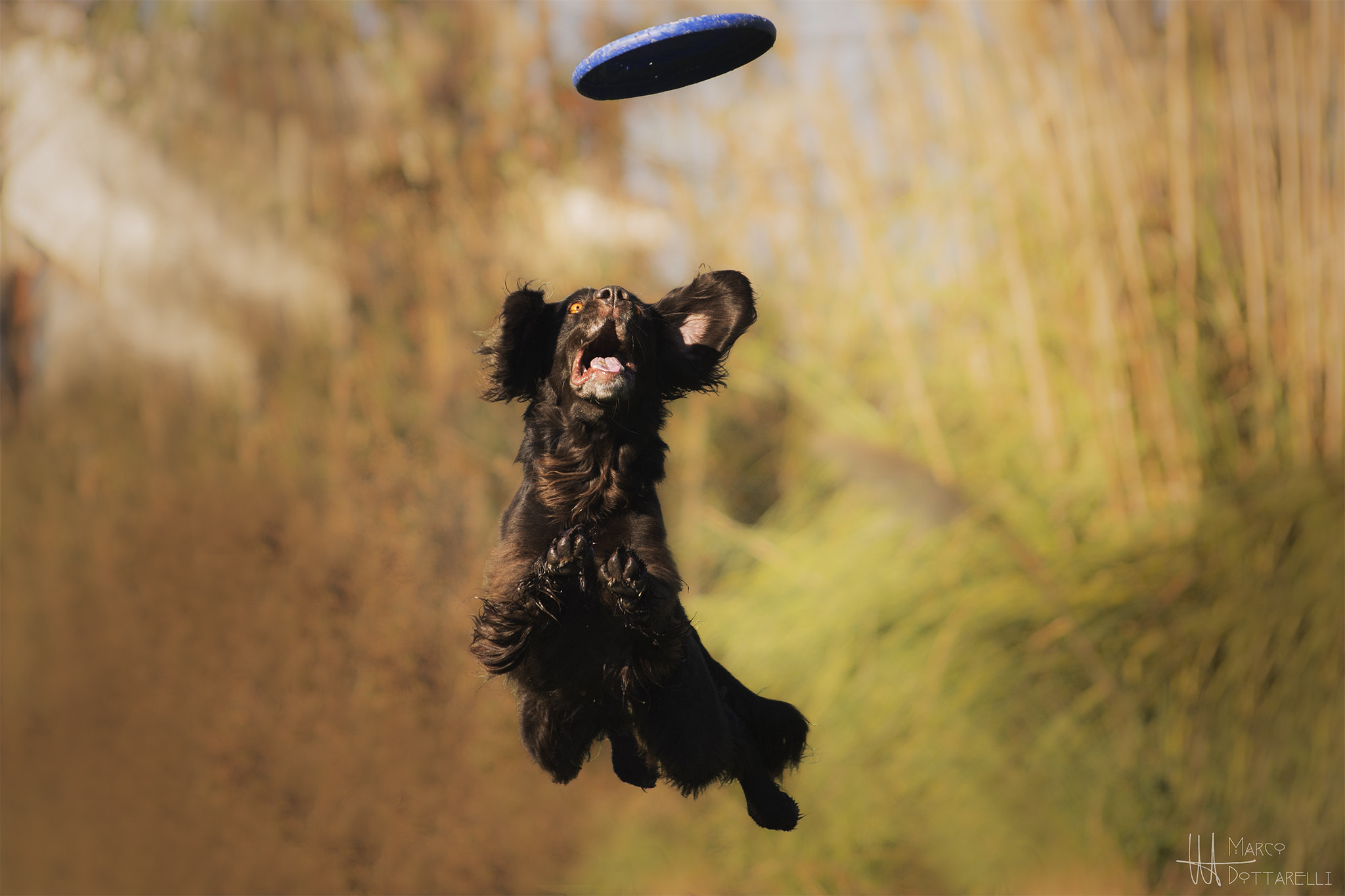 Sigma 70-300mm F4-5.6 APO DG Macro sample photo. ...i can fly! photography