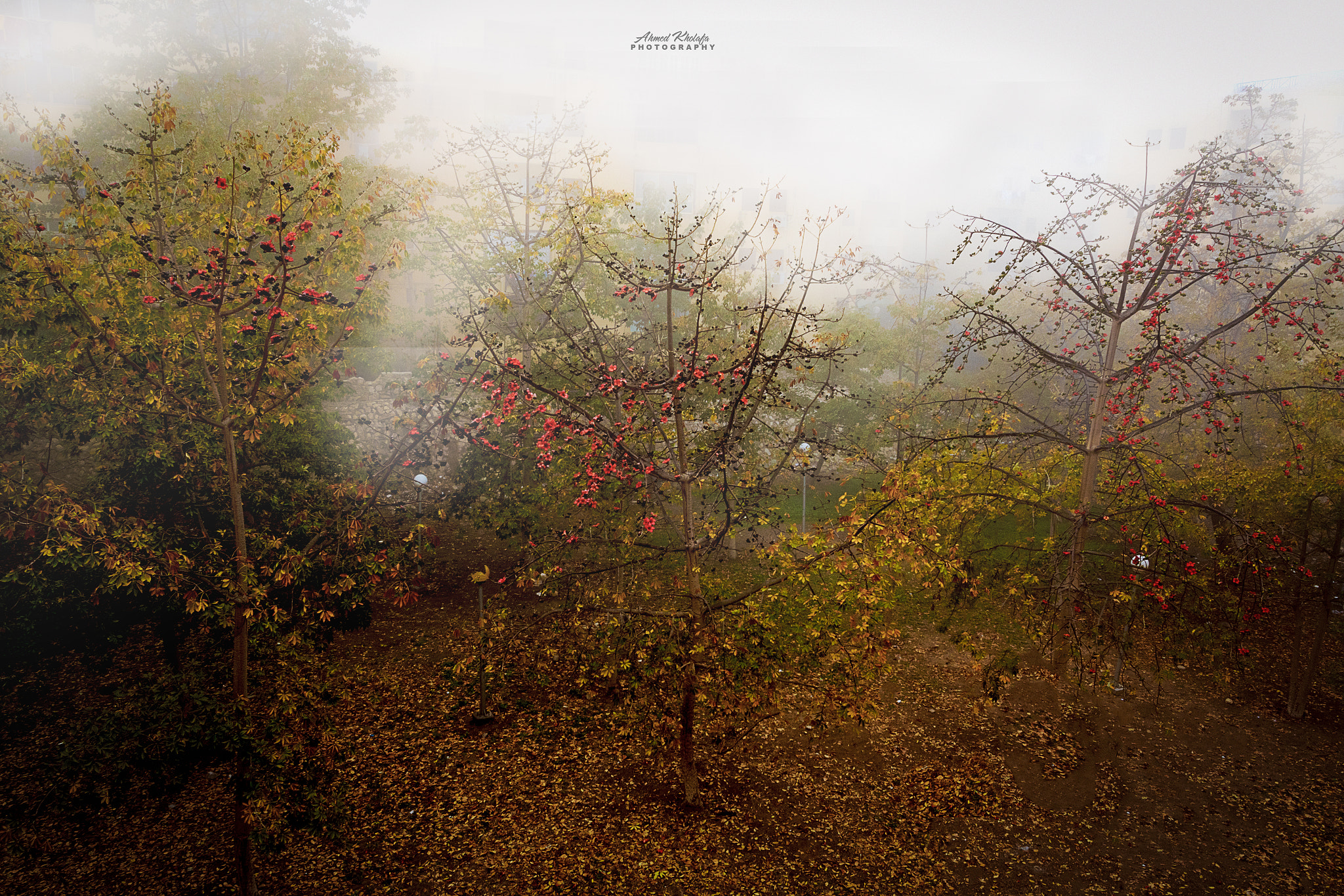 Canon EF 17-40mm F4L USM sample photo. Foggy morning photography