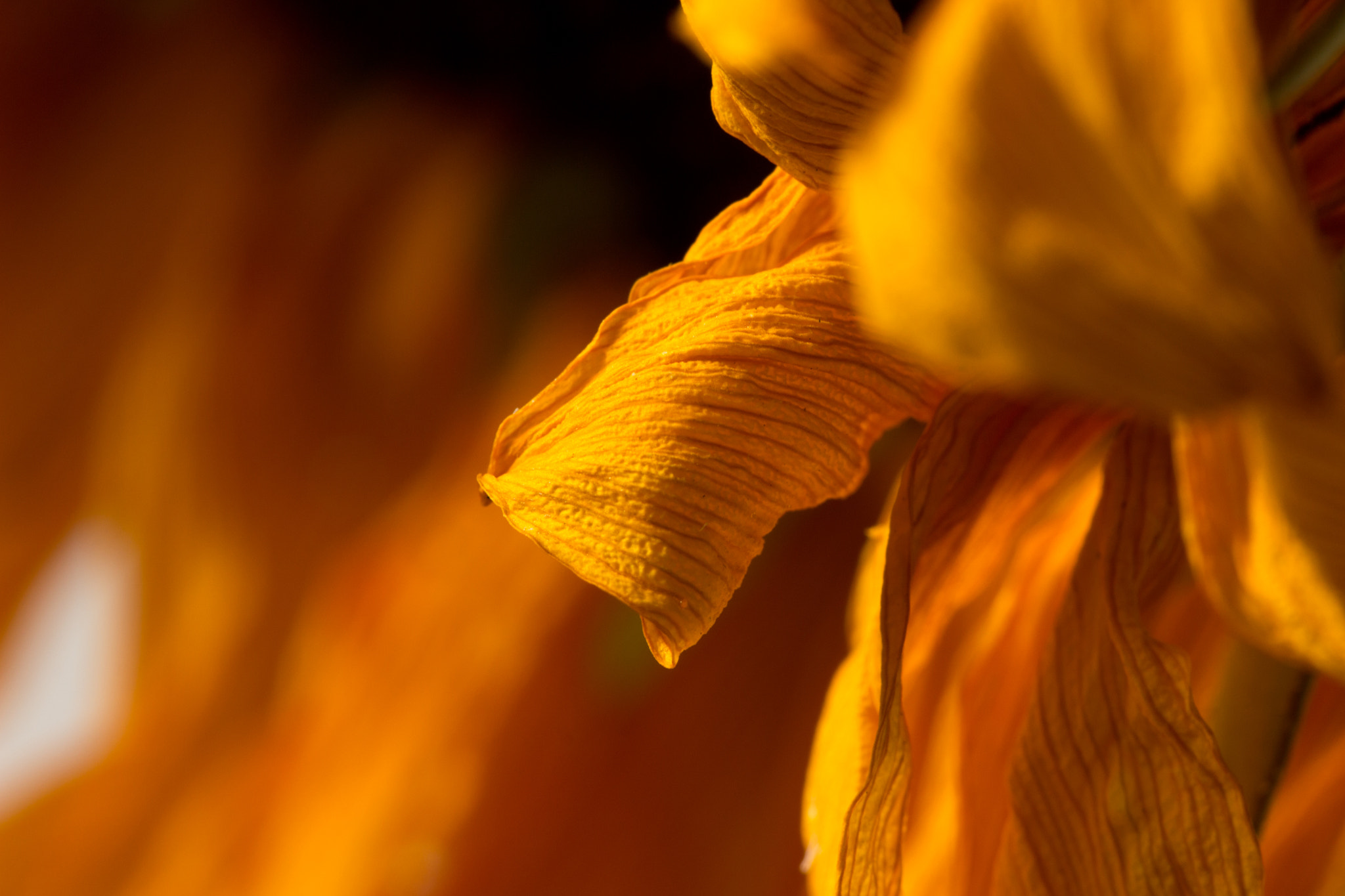 Sigma APO Macro 180mm F2.8 EX DG OS HSM sample photo. Petals photography