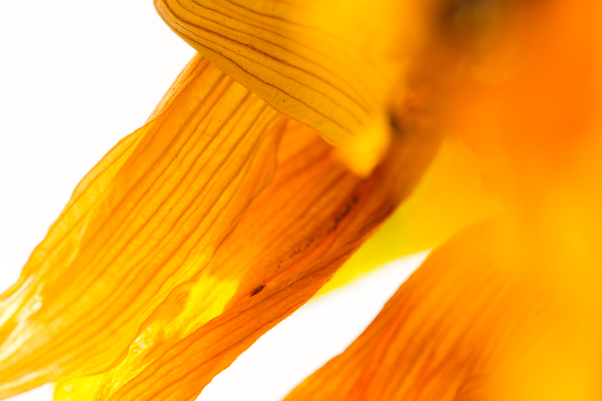 Sigma APO Macro 180mm F2.8 EX DG OS HSM sample photo. Bright colors photography