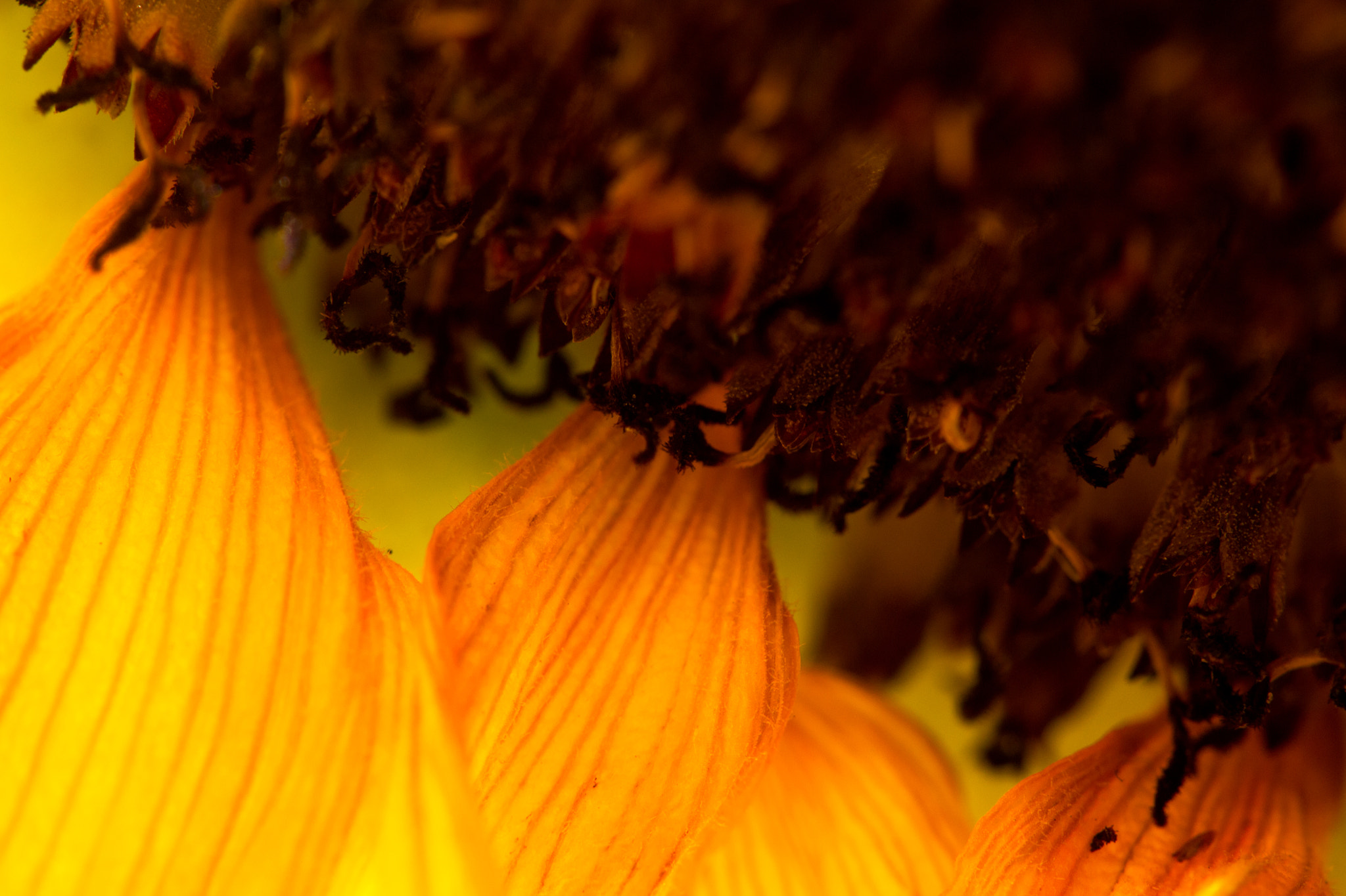 Sigma APO Macro 180mm F2.8 EX DG OS HSM sample photo. Crisp photography