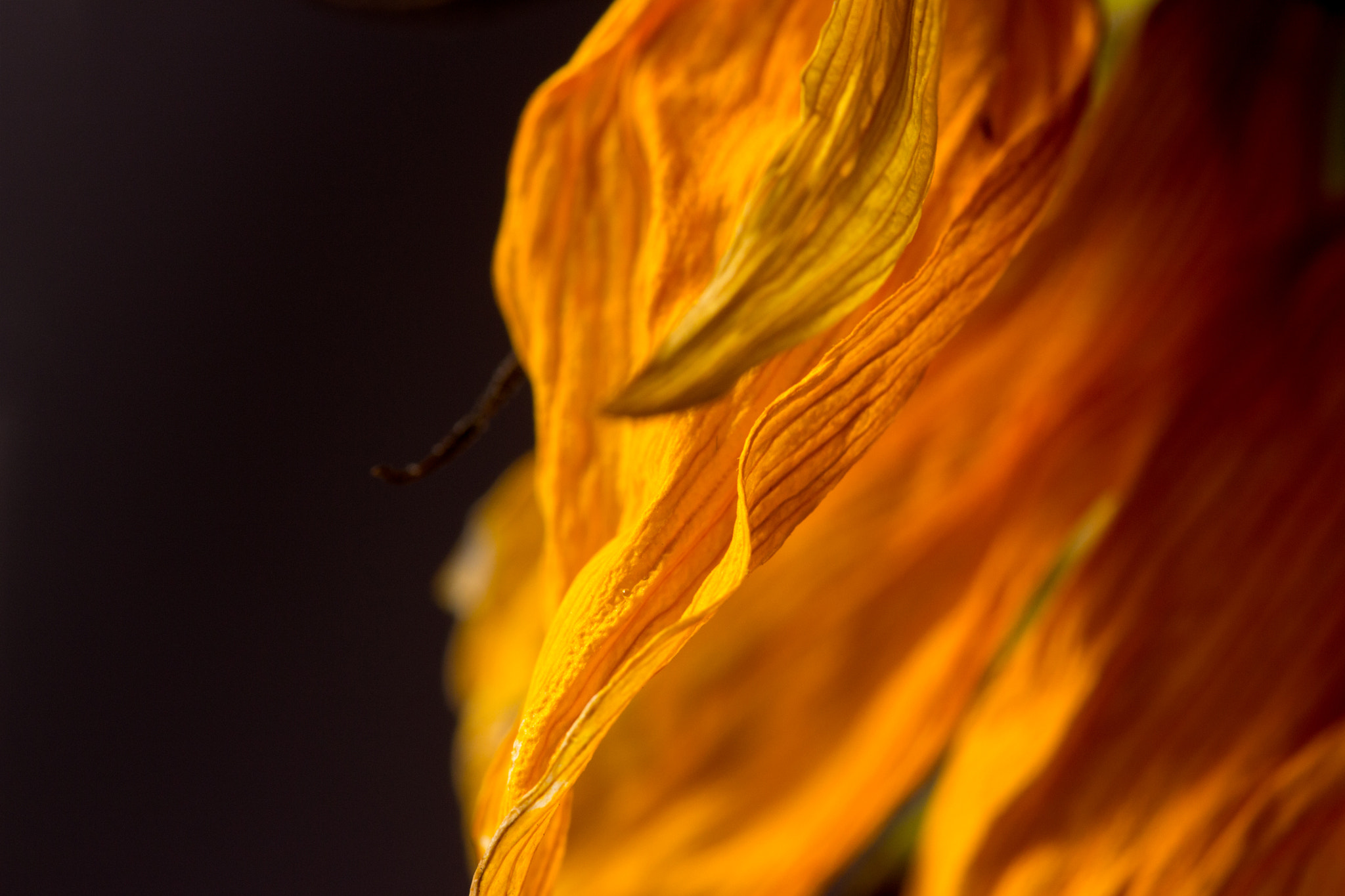 Sigma APO Macro 180mm F2.8 EX DG OS HSM sample photo. Muted photography