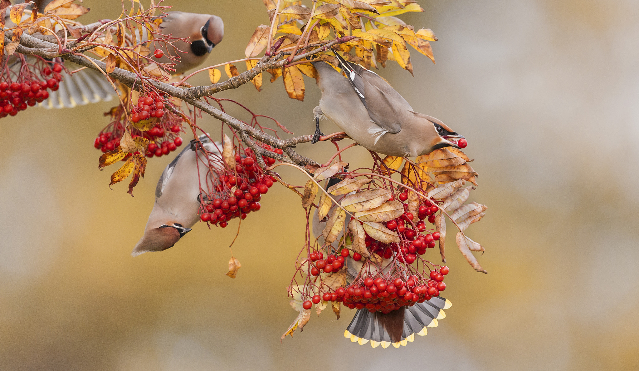 Nikon D700 + Nikon AF-S Nikkor 500mm F4G ED VR sample photo. Waxwings feeding photography