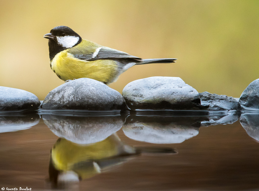 Canon EF 600mm F4L IS II USM sample photo. Mésange charbonnière photography