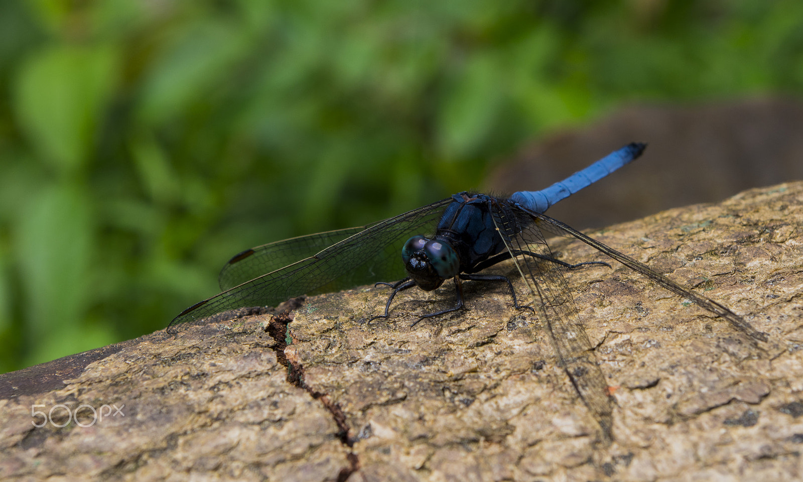 Pentax K-3 + Pentax smc DA 18-55mm F3.5-5.6 ED AL II (IF) sample photo. Blue dragonfly photography