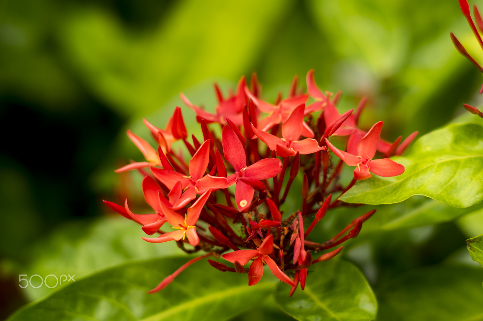 Pentax smc FA 50mm F1.4 sample photo. Flowers photography