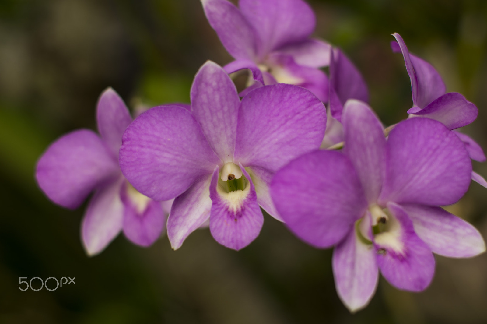 Pentax K-3 + Pentax smc FA 50mm F1.4 sample photo. Flowers photography