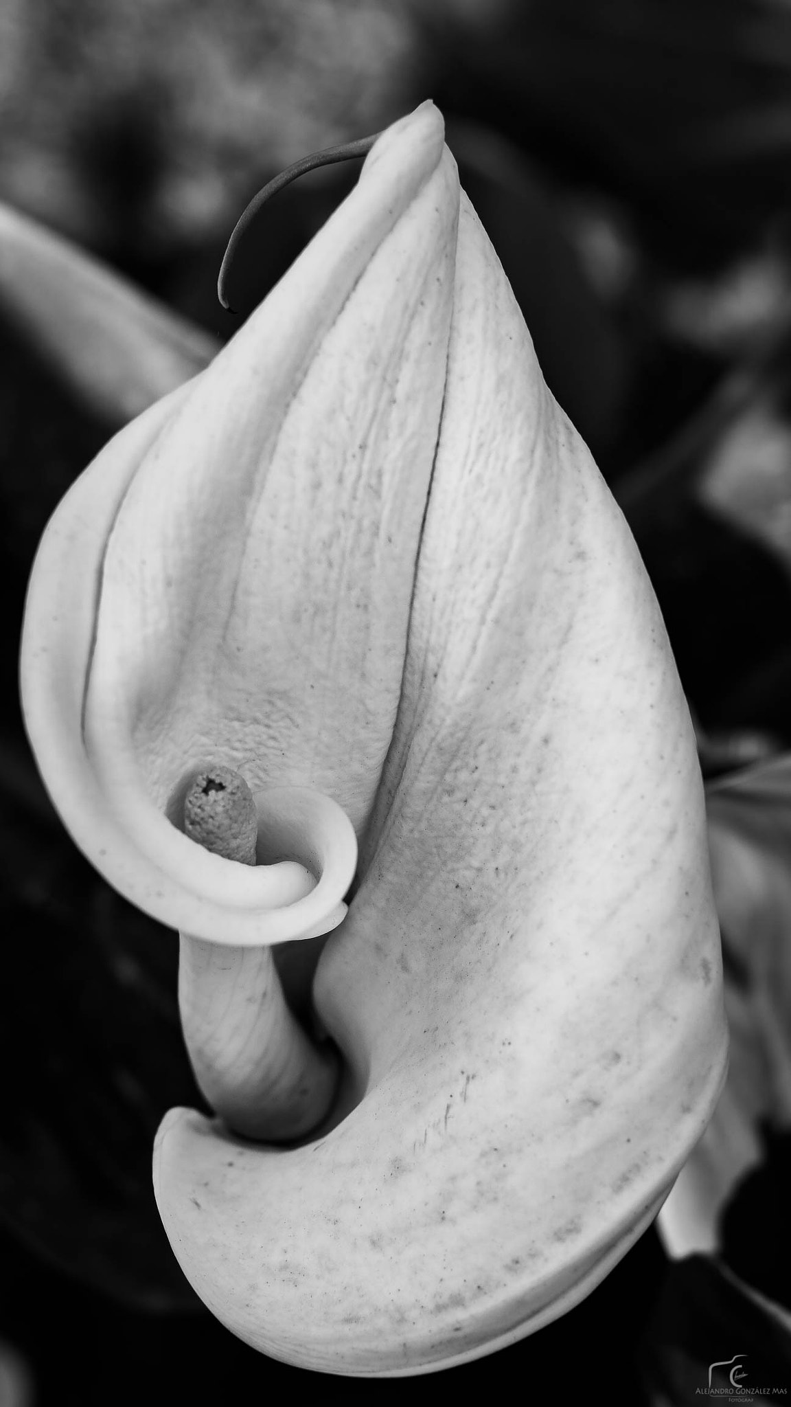 Sony ILCA-77M2 + Minolta AF 50mm F1.7 sample photo. Zantedeschia aethiopica photography