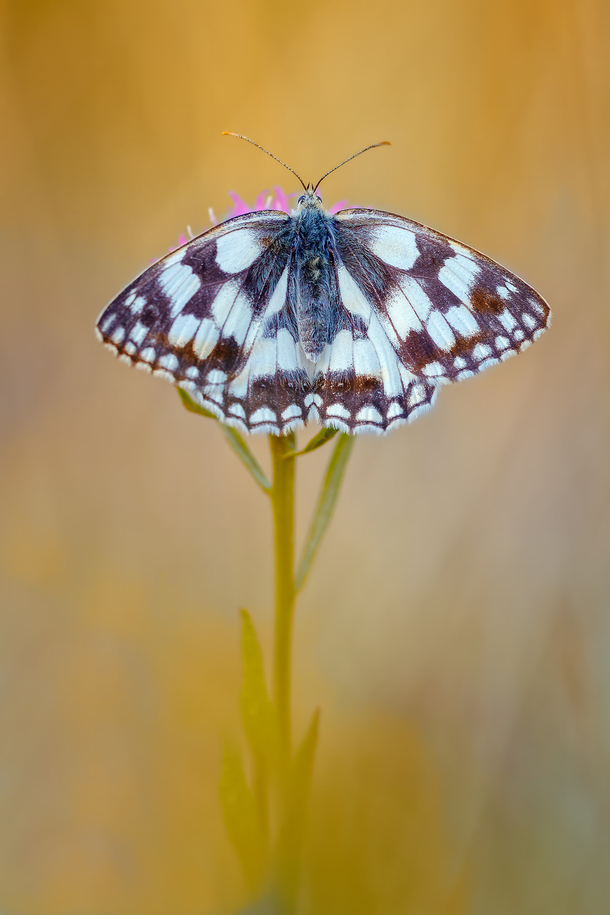 Canon EF 180mm F3.5L Macro USM sample photo. Melanargia galathea photography