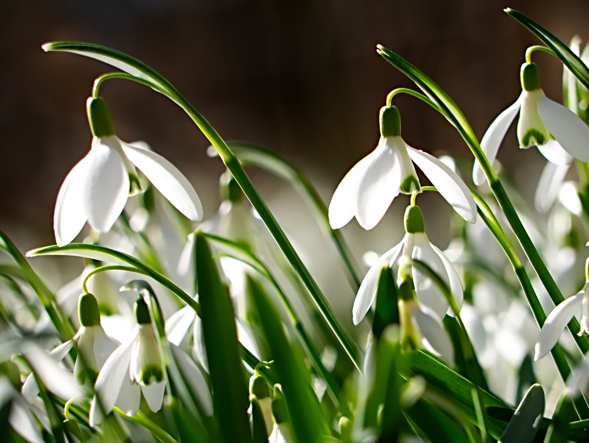 Panasonic Lumix G Vario 45-200mm F4-5.6 OIS sample photo. Schneeglöckchen in der februarsonne i photography