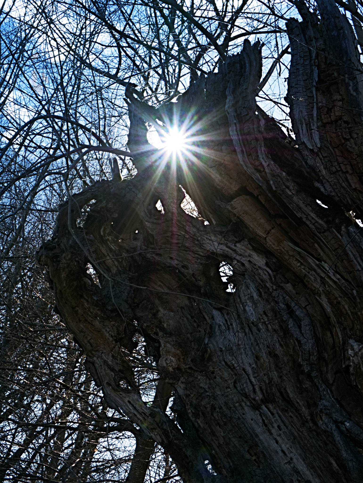 Panasonic DMC-G70 sample photo. Februarsonne durch holz betrachtet photography