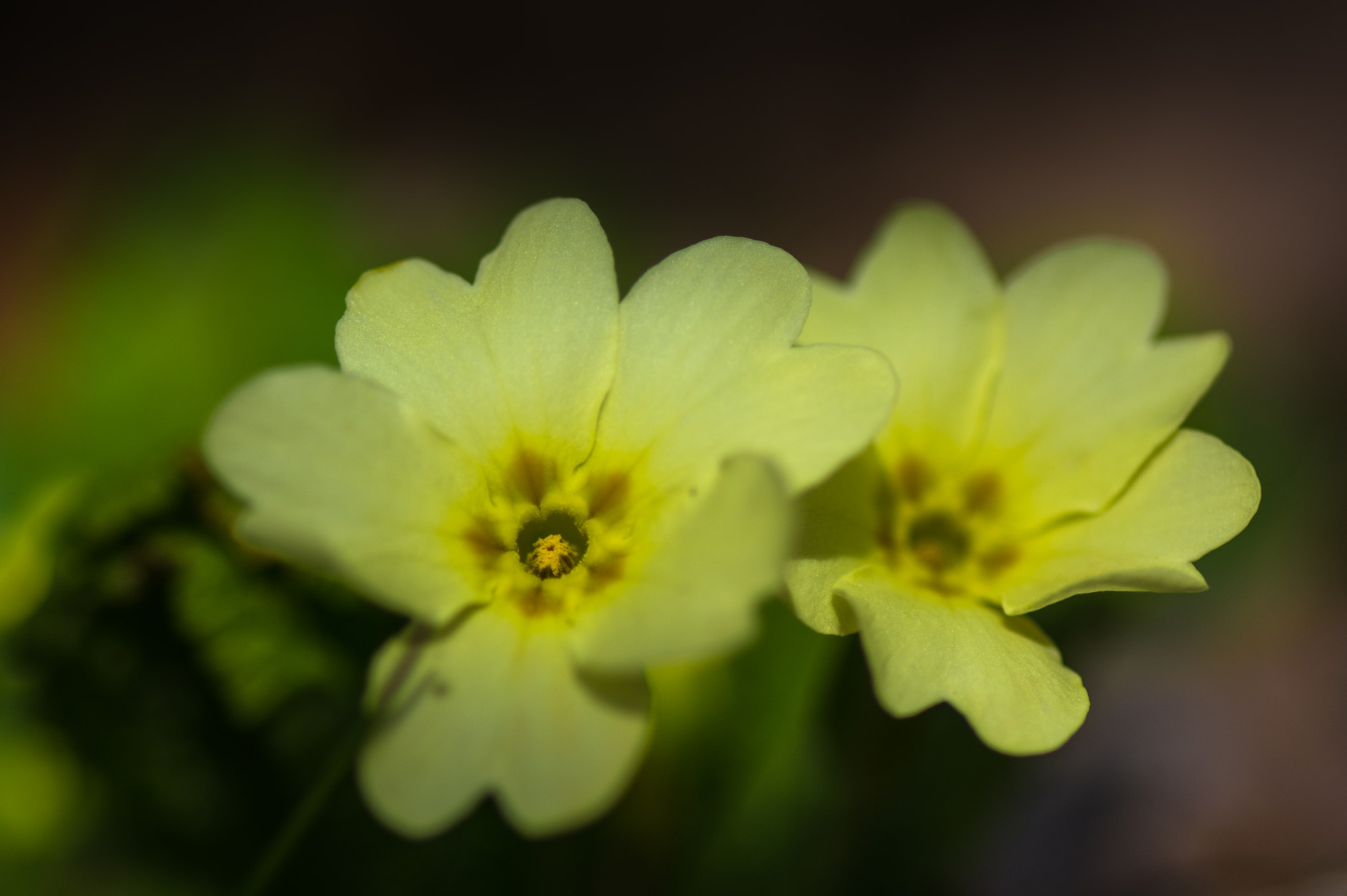 Pentax K-3 + Pentax smc D-FA 100mm F2.8 Macro WR sample photo. Deep... photography