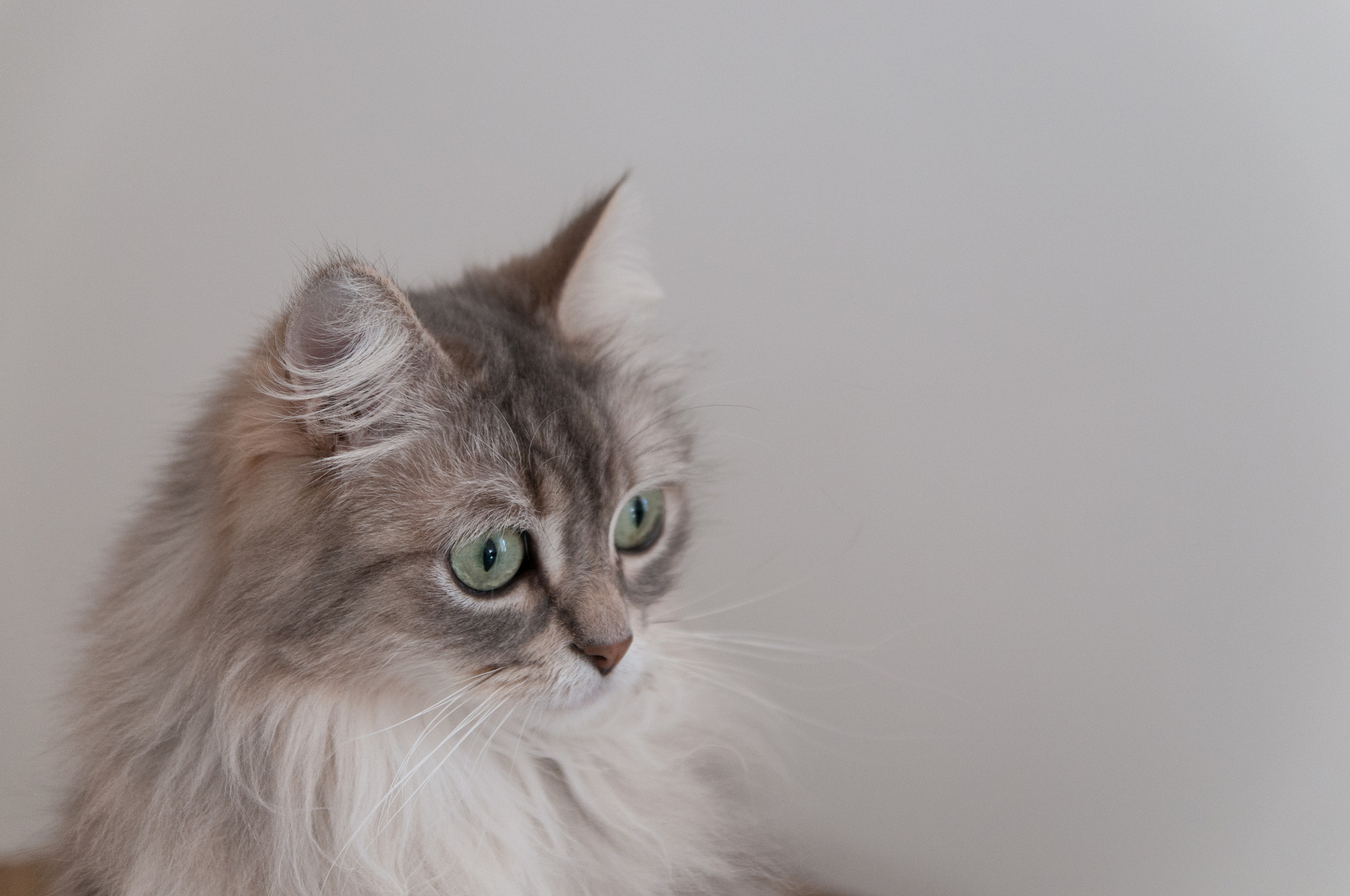 Nikon D300 sample photo. Ivy photography