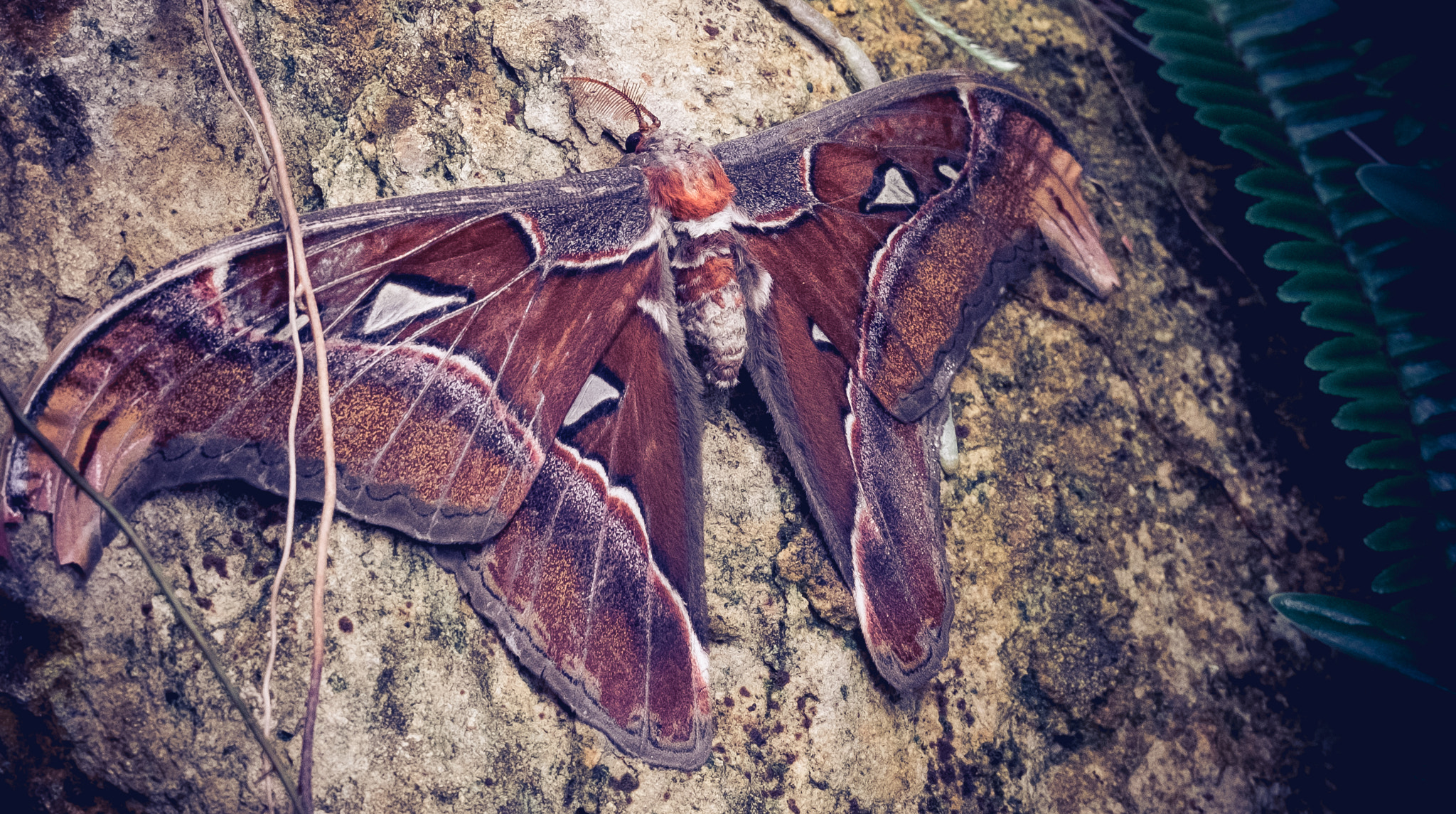 Fujifilm X-T10 sample photo. Moth at denver butterfly pavilion photography