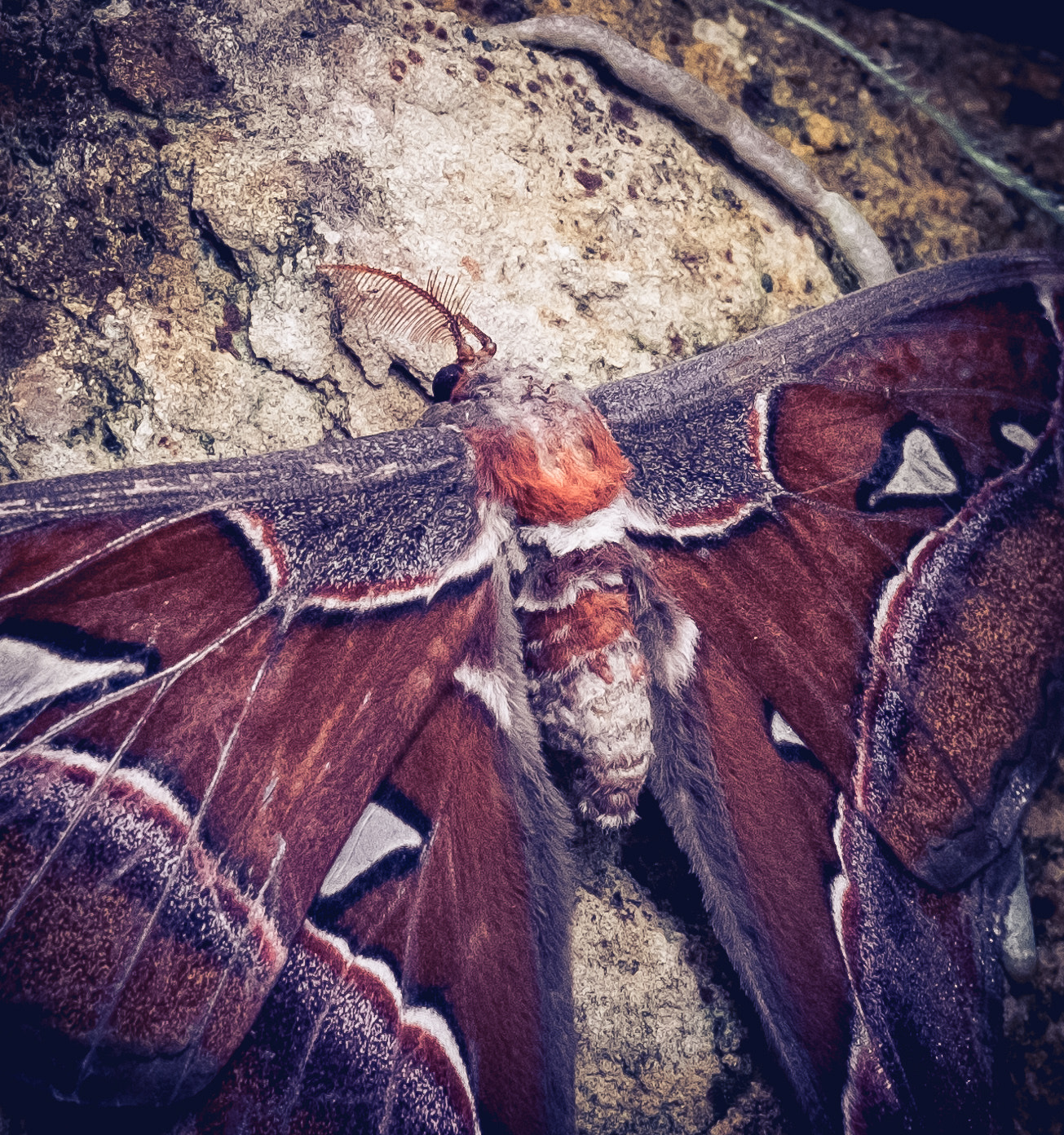 Fujifilm X-T10 + Fujifilm XC 50-230mm F4.5-6.7 OIS II sample photo. Moth at denver butterfly pavilion photography