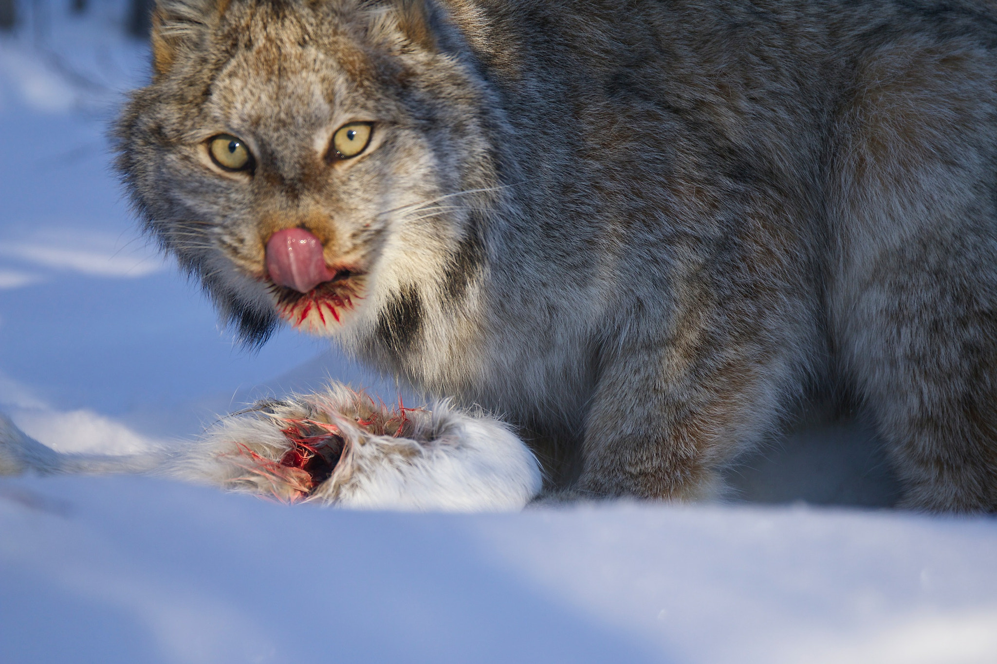 Canon EF 24-70mm F4L IS USM sample photo. The web of life...a canadian lynx feeds on a snowshoe hare in the yukon photography