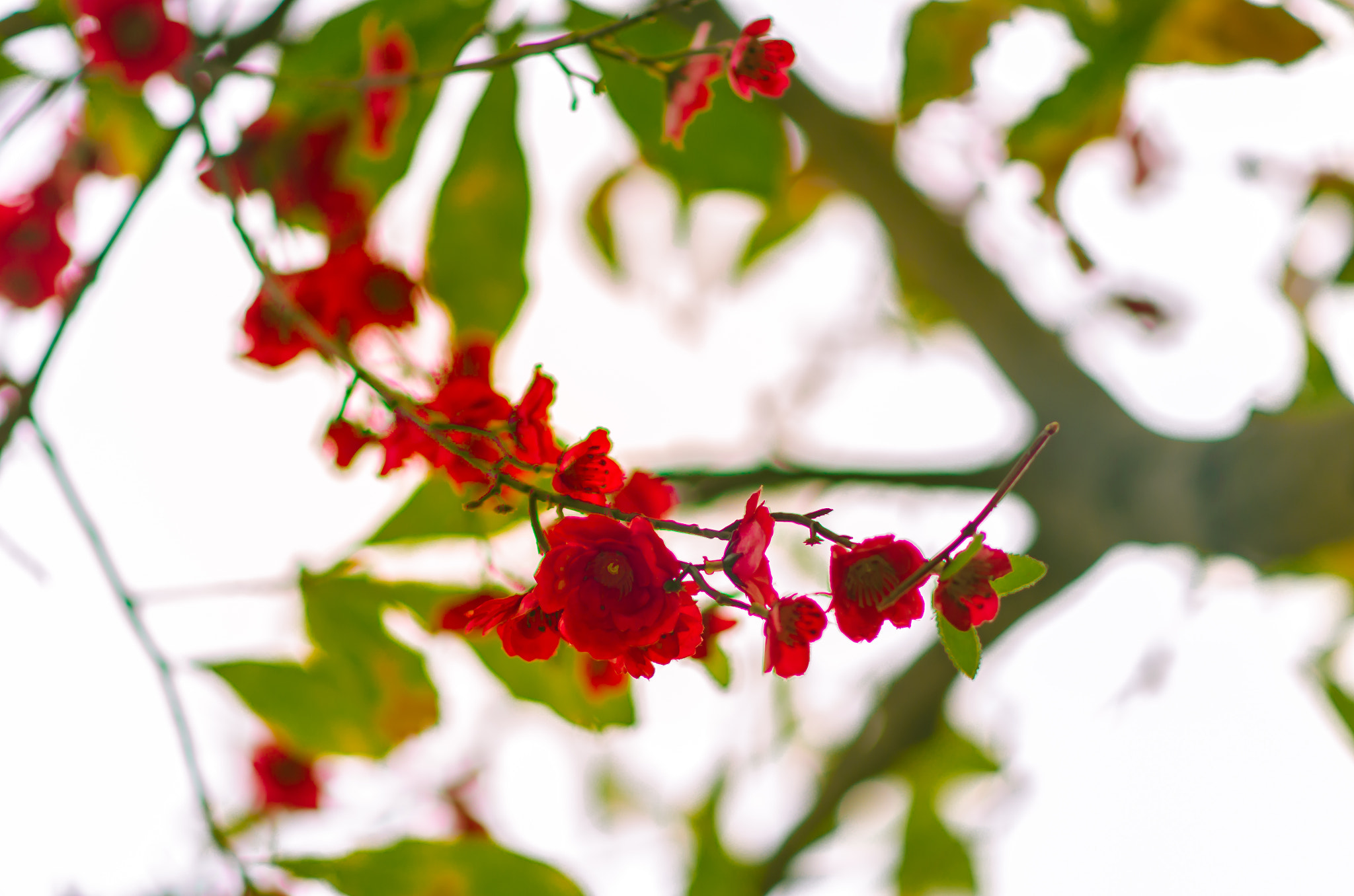 Nikon D7000 + Nikon AF-S Nikkor 85mm F1.8G sample photo. Flowers <3 photography