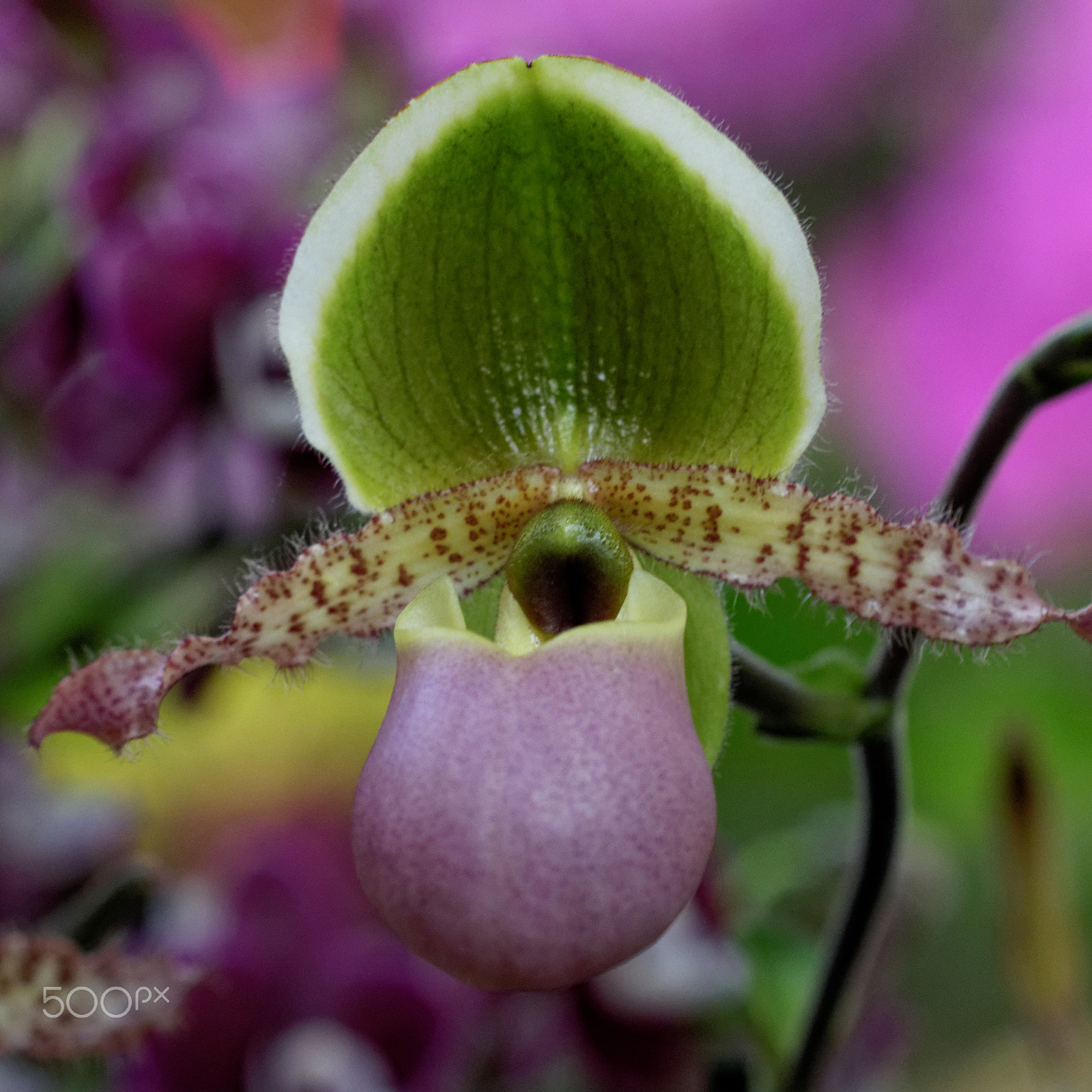 Canon EF 100mm F2.8 Macro USM sample photo. Orchidée photography