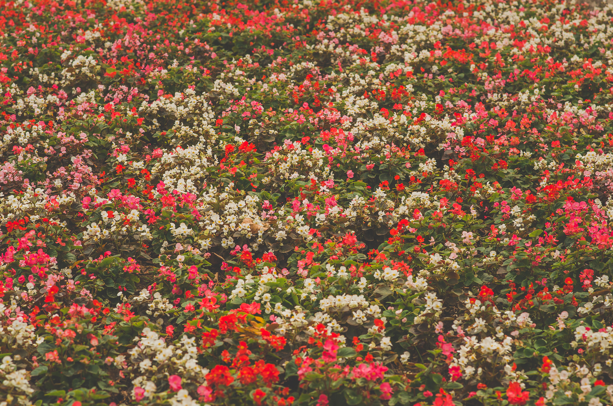 Nikon D7000 + Nikon AF-S Nikkor 85mm F1.8G sample photo. Flowers <3 photography