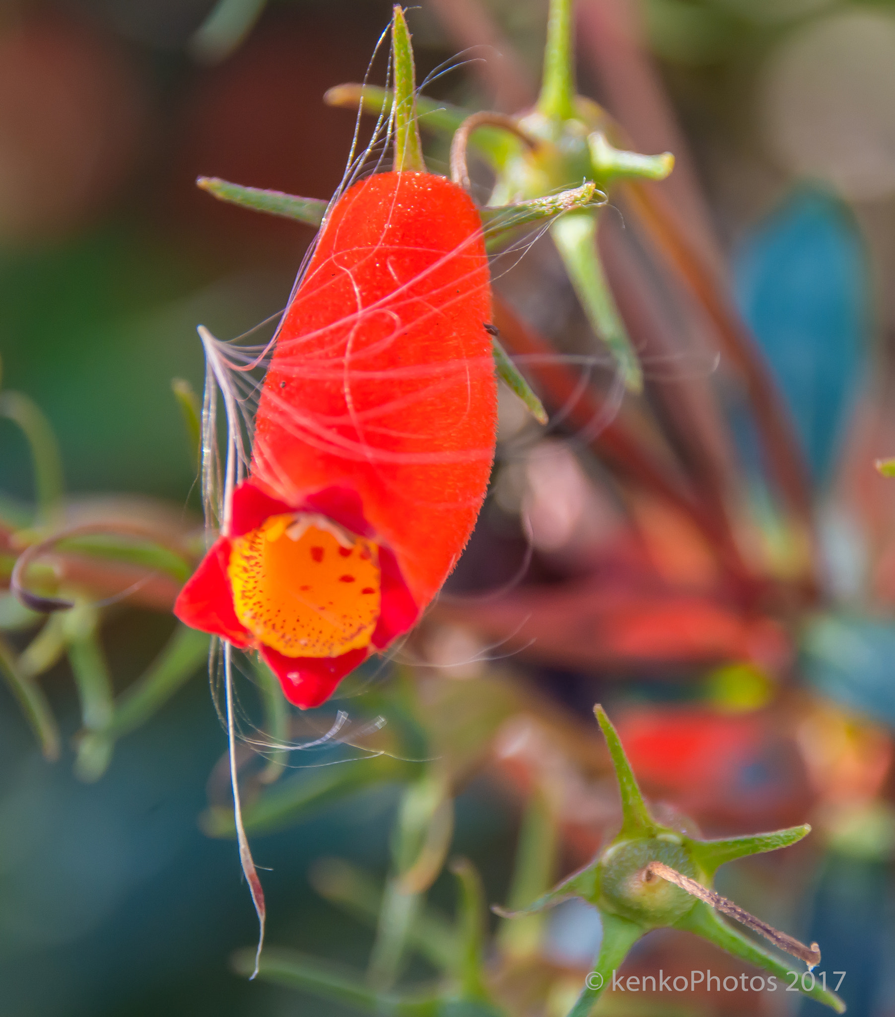 Sigma 18-250mm F3.5-6.3 DC Macro OS HSM sample photo. Key west flower photography