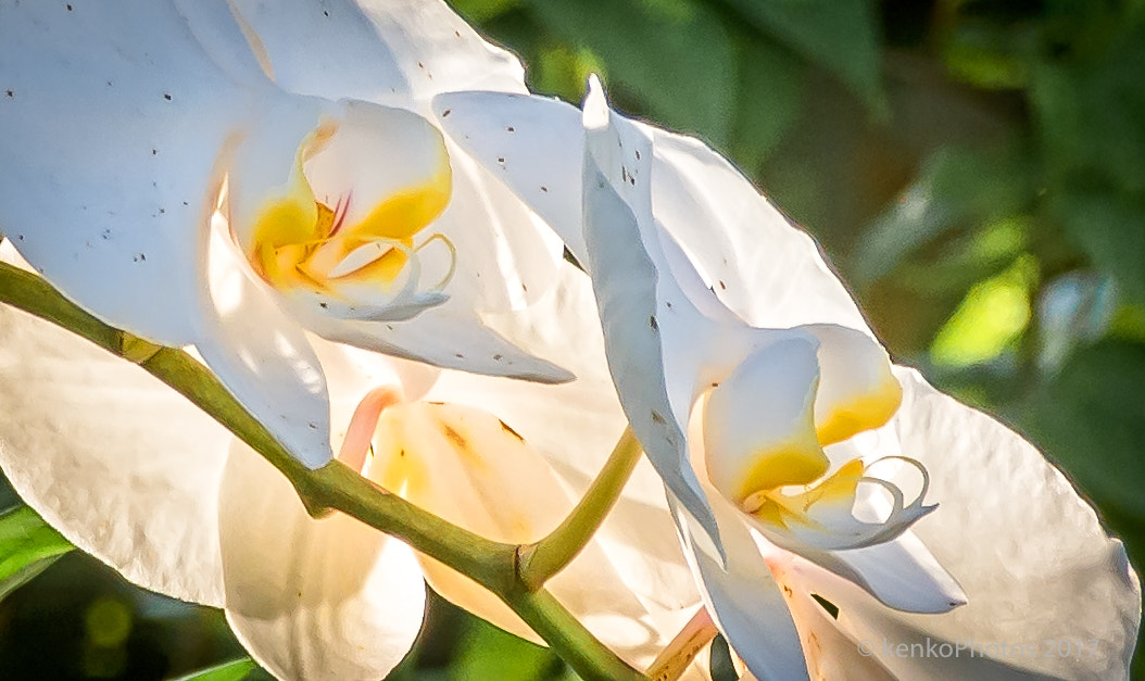 Sigma 18-250mm F3.5-6.3 DC Macro OS HSM sample photo. Florida flower photography