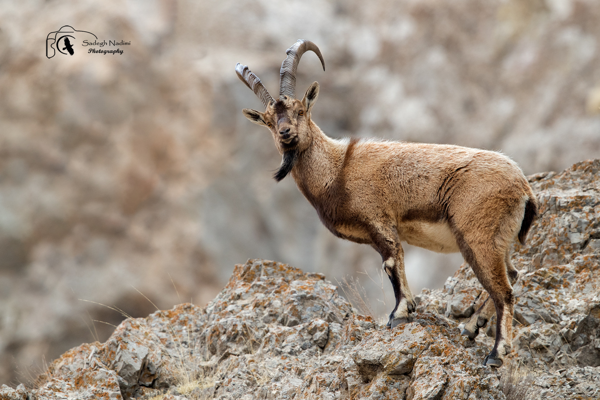 Canon EF 600mm F4L IS II USM sample photo