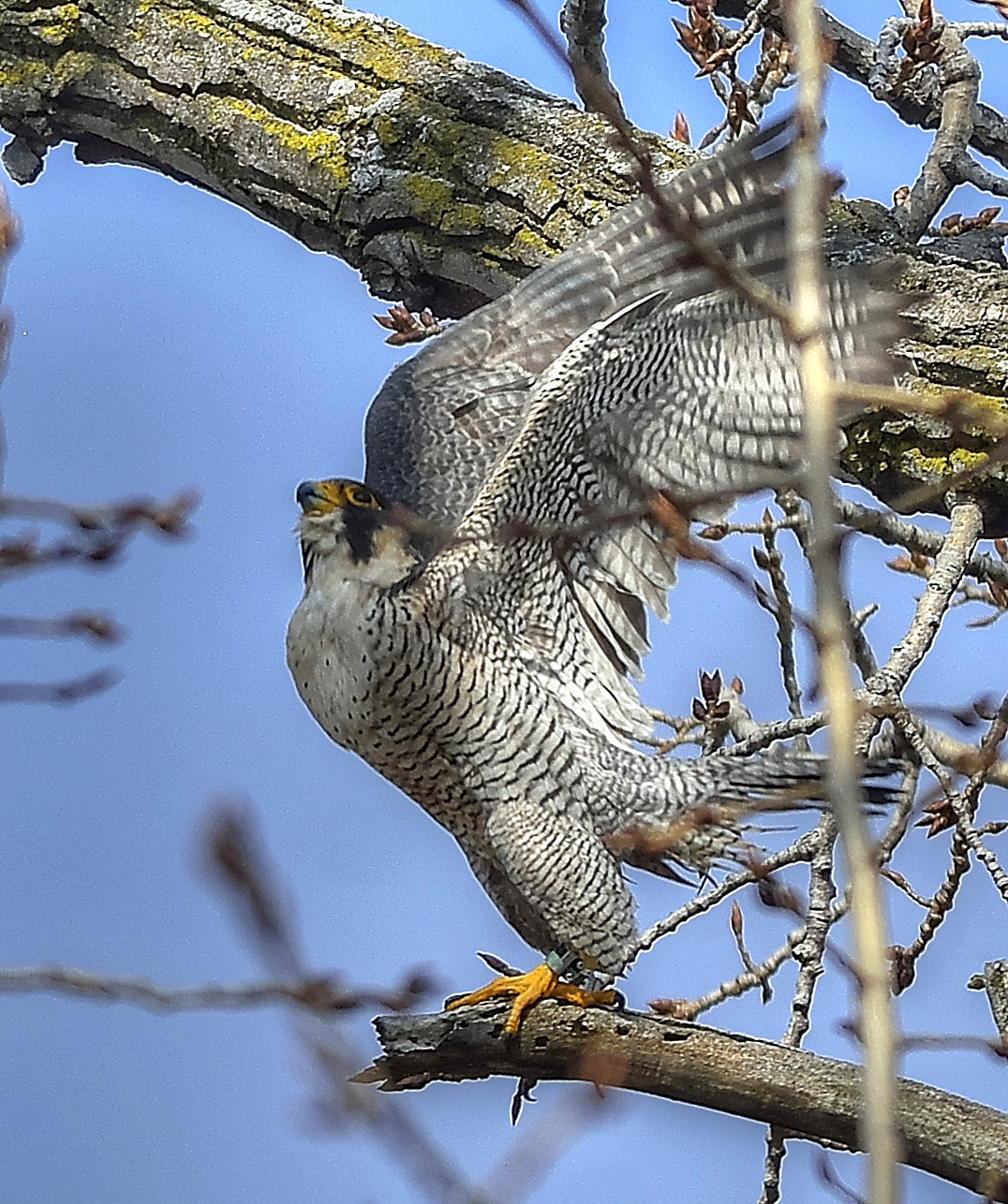 Nikon D7100 + Nikon AF-S Nikkor 300mm F4D ED-IF sample photo. Peregrin falcon taking off photography