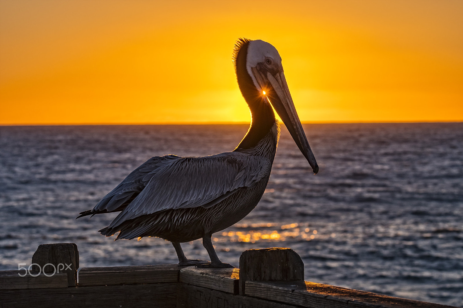 Nikon D500 sample photo. Pelican at sunset on the oceanside pier photography