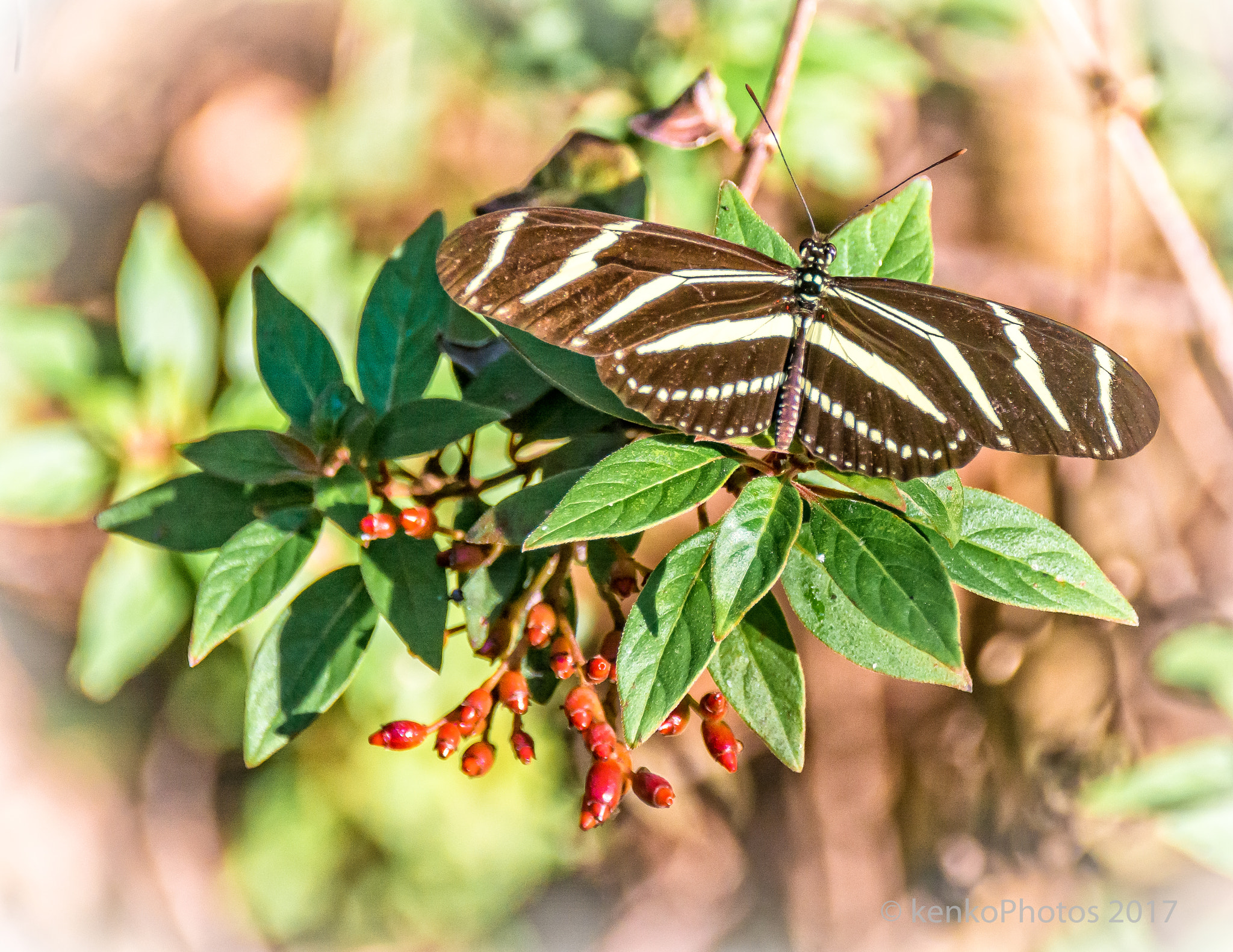 Sigma 18-250mm F3.5-6.3 DC Macro OS HSM sample photo. Florida butterfly photography