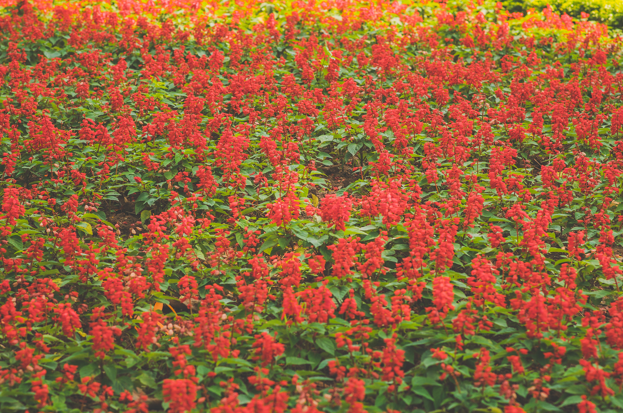 Nikon D7000 + Nikon AF-S Nikkor 85mm F1.8G sample photo. Flowers <3 photography