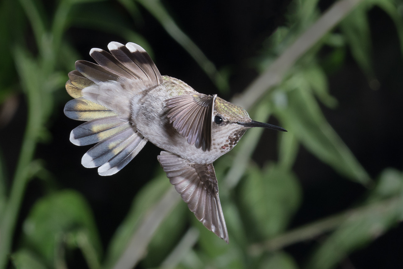 Nikon D500 sample photo. Hard turn photography
