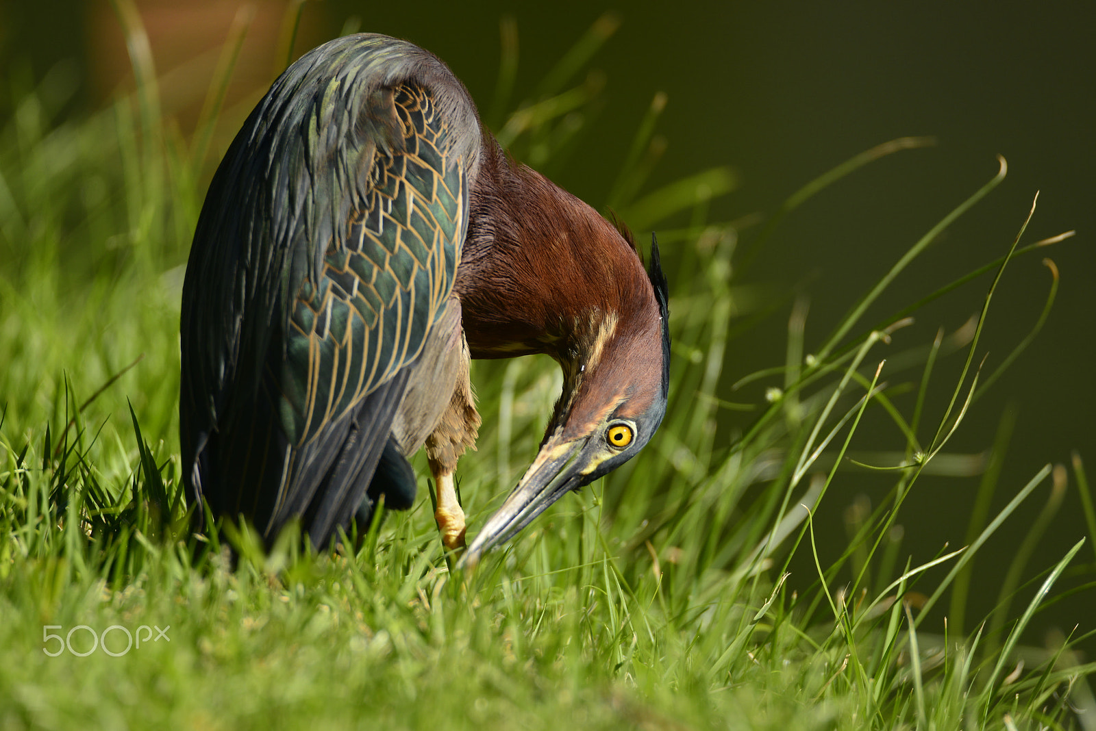 Nikon D800 sample photo. Green heron photography