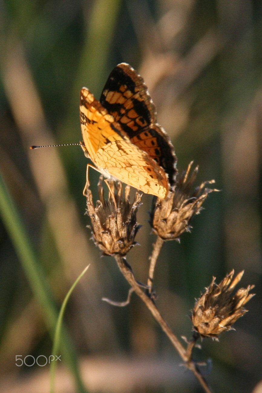 Canon EOS 400D (EOS Digital Rebel XTi / EOS Kiss Digital X) sample photo. Butterfly photography
