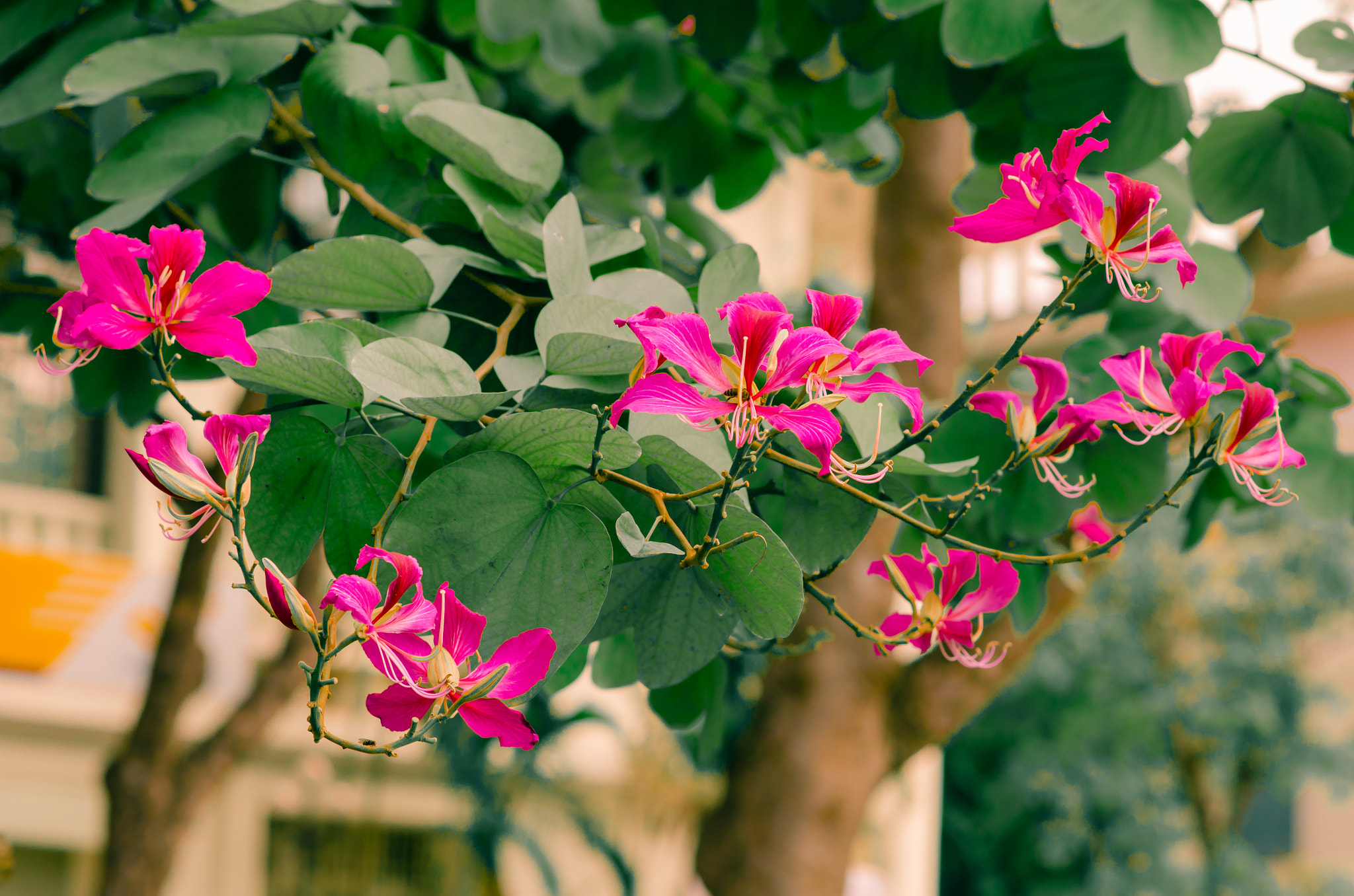 Nikon D7000 + Nikon AF-S Nikkor 85mm F1.8G sample photo. Flowers <3 photography