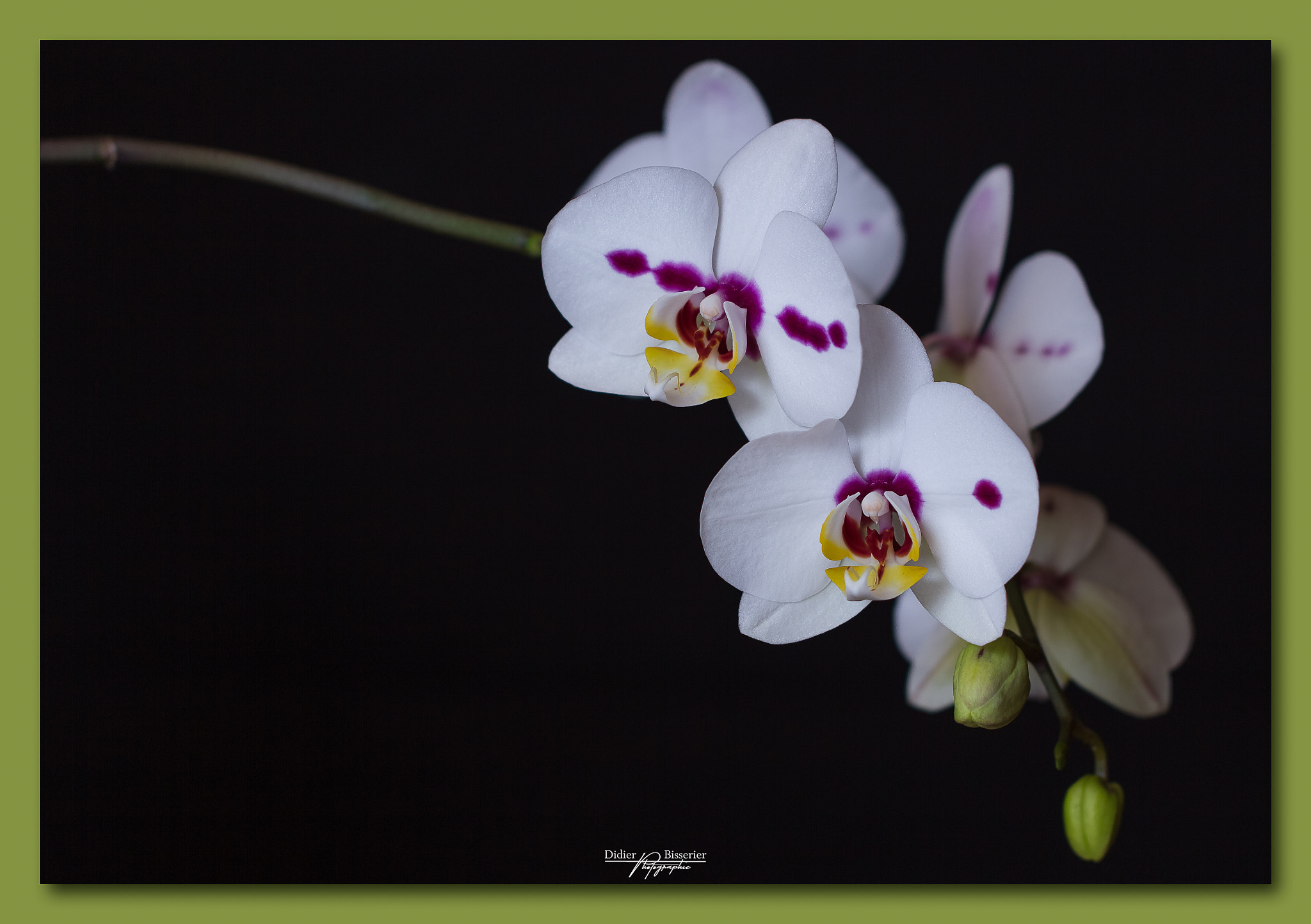 Canon EF 100mm F2.8L Macro IS USM sample photo. Purple spots photography