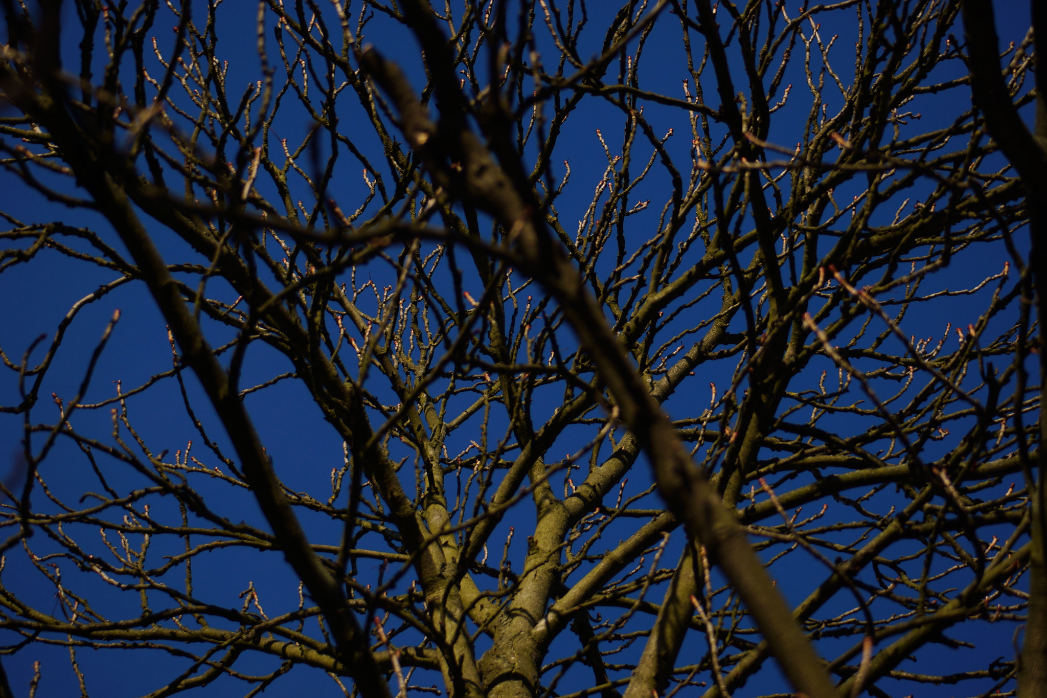 Sony SLT-A65 (SLT-A65V) sample photo. Rebooting tree  photography