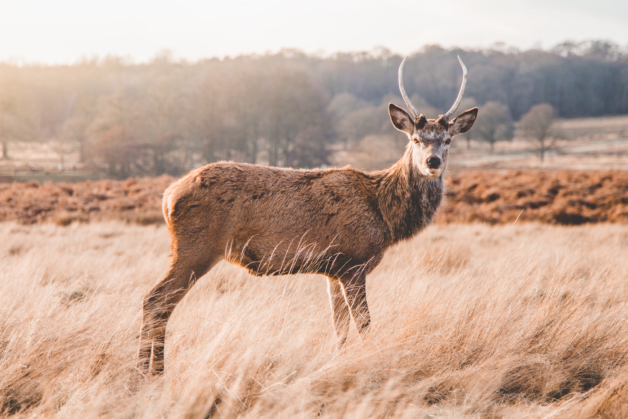 Canon EOS 650D (EOS Rebel T4i / EOS Kiss X6i) sample photo. Richmond park deer photography