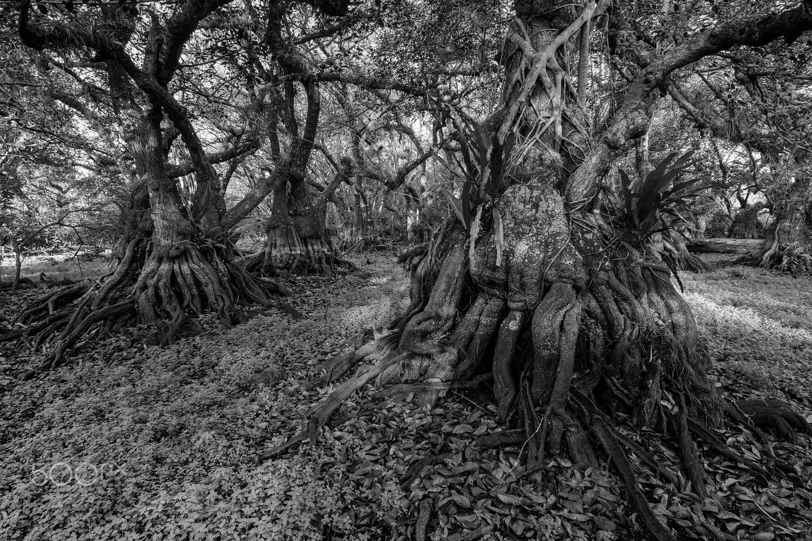 Tokina AT-X Pro 12-24mm F4 (IF) DX sample photo. Gem grove hdr practice - b&w photography