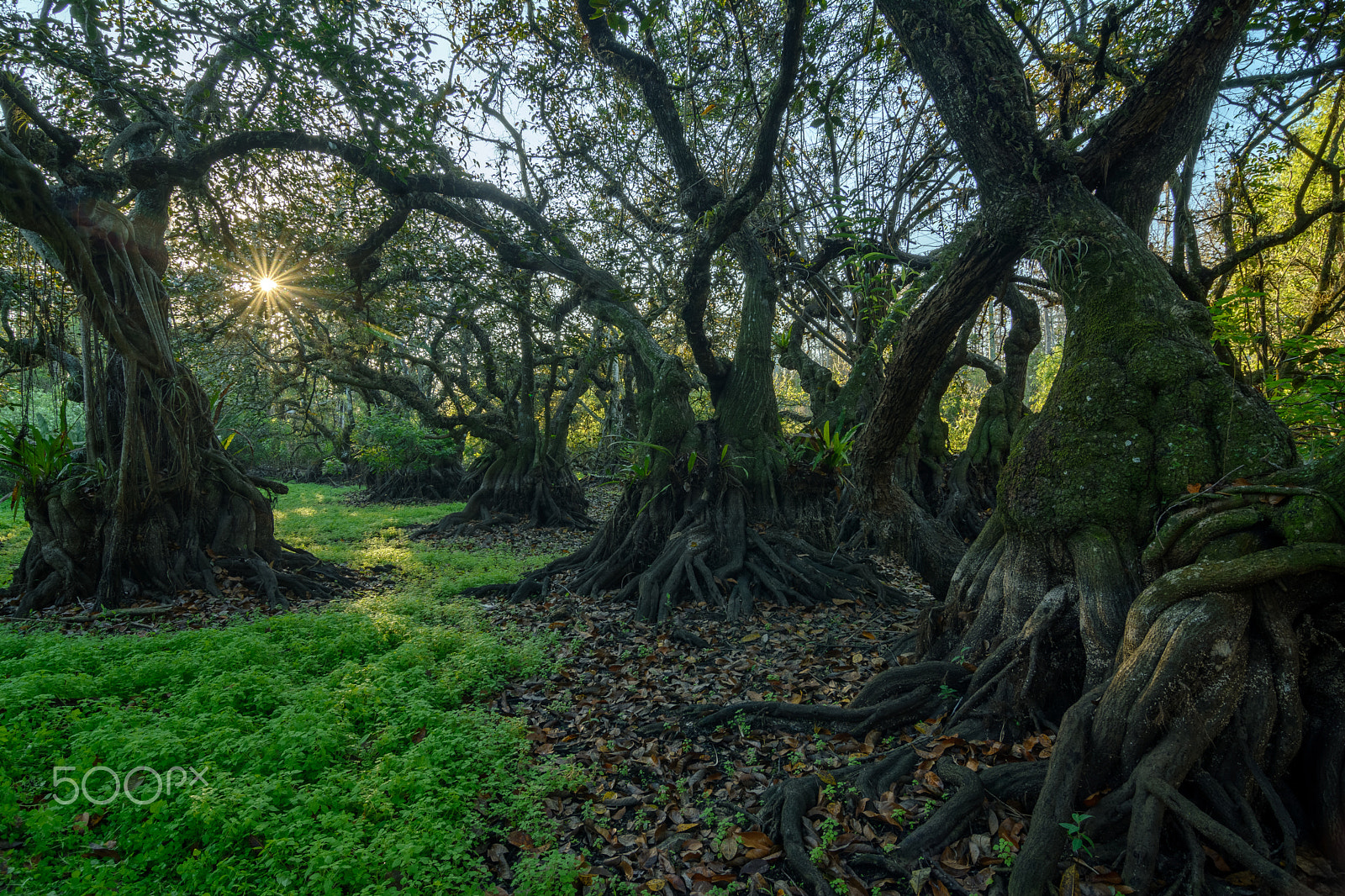 Tokina AT-X Pro 12-24mm F4 (IF) DX sample photo. Gem grove hdr practice - color photography
