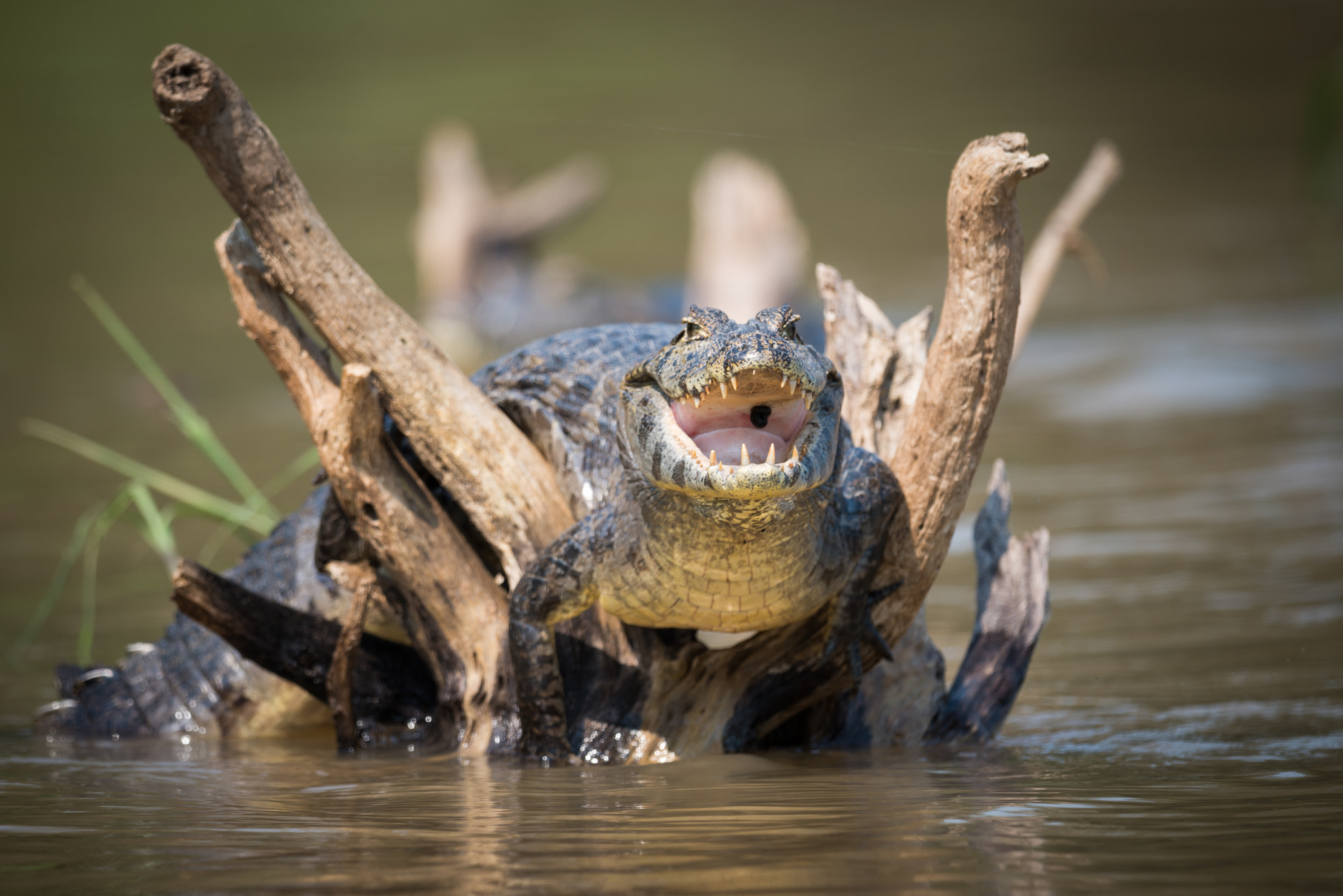 Nikon AF-S Nikkor 800mm F5.6E FL ED VR sample photo. Yacare caiman on dead branches opening mouth photography