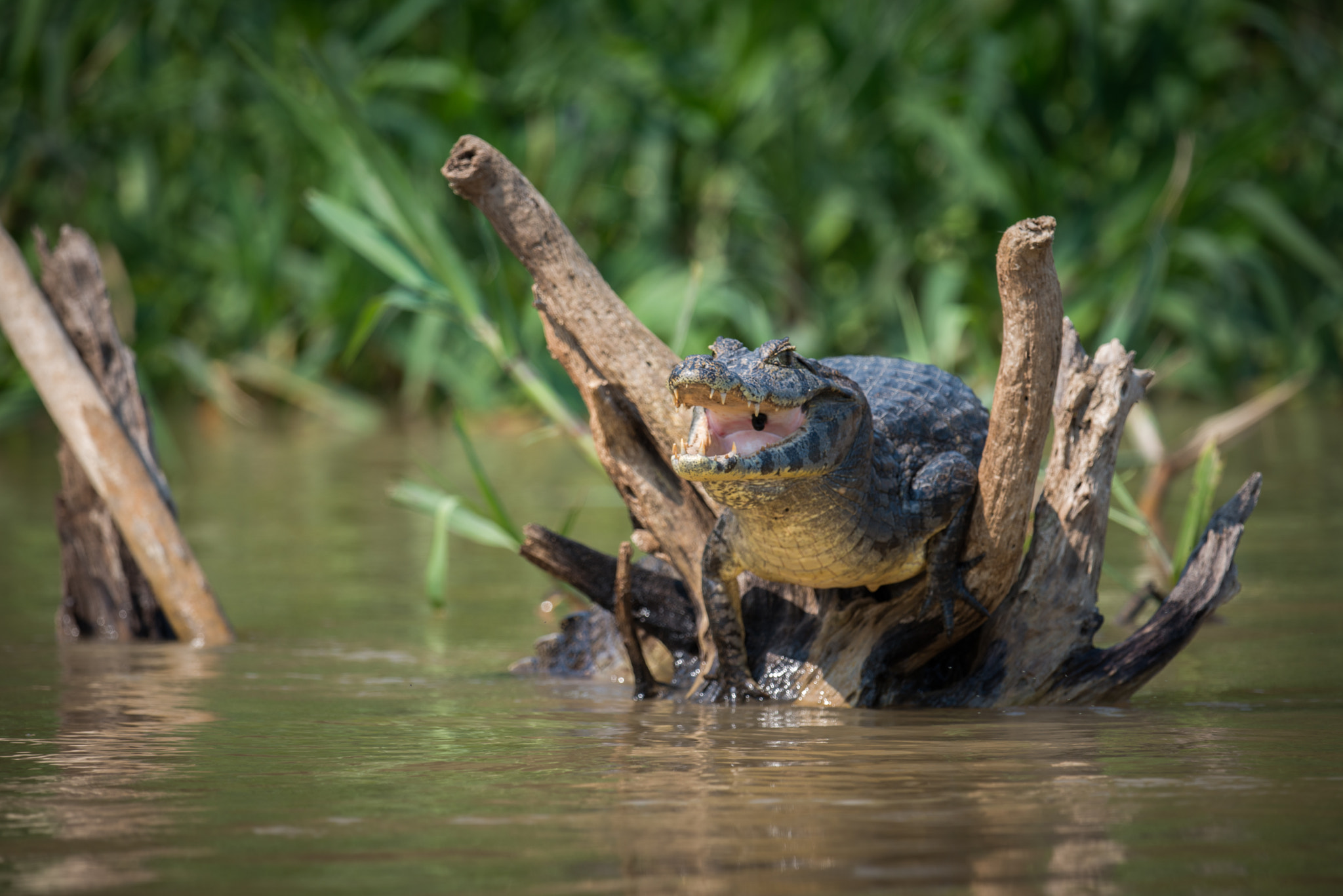 Nikon AF-S Nikkor 800mm F5.6E FL ED VR sample photo. Yacare caiman on dead logs opening mouth photography