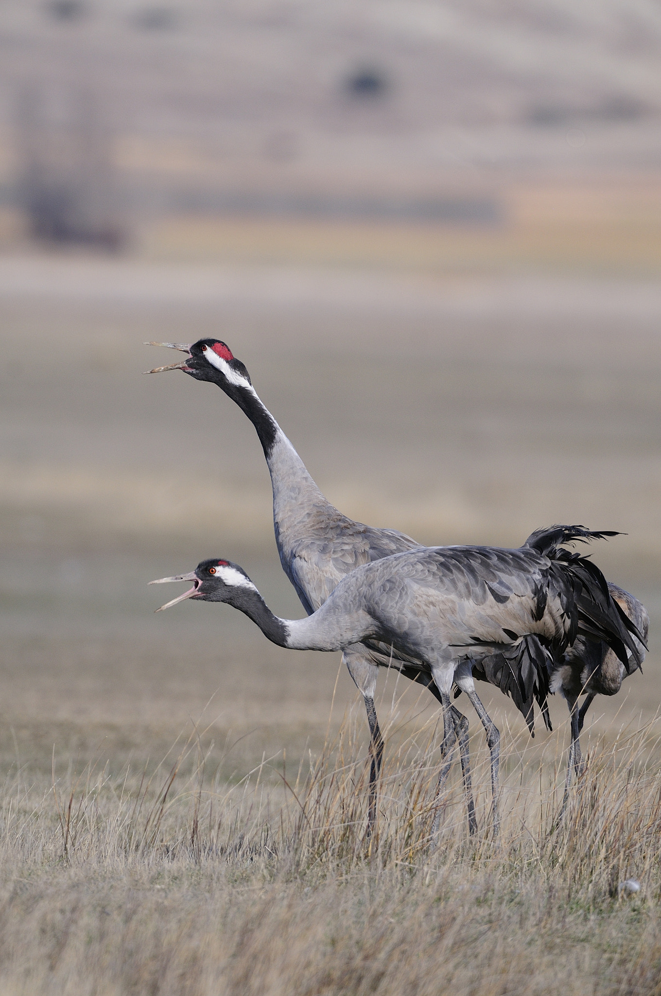 Nikon D300 + Nikon AF-S Nikkor 200-400mm F4G ED-IF VR sample photo. Grues photography