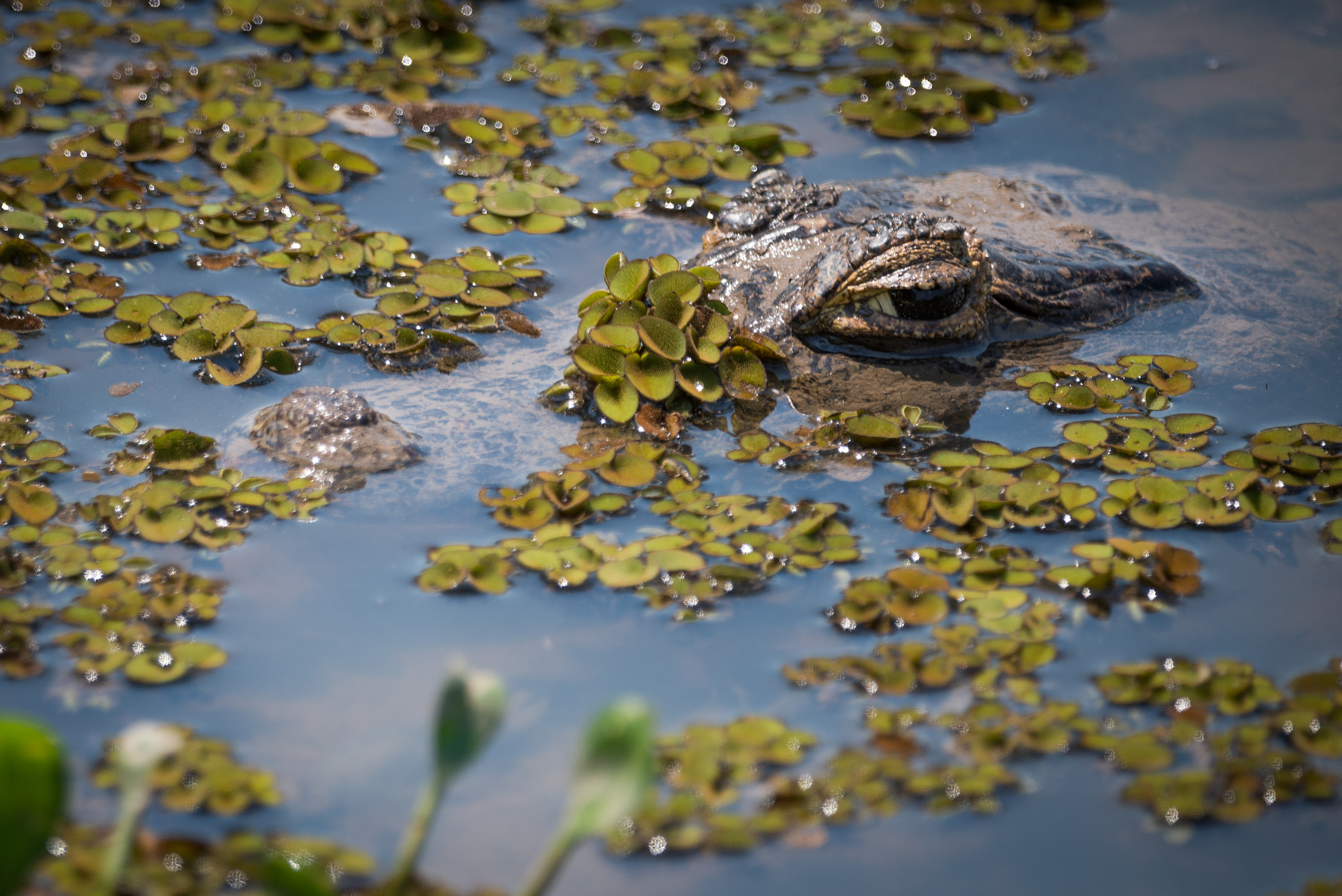 Nikon AF-S Nikkor 800mm F5.6E FL ED VR sample photo. Yacare caiman surfacing through plants in river photography