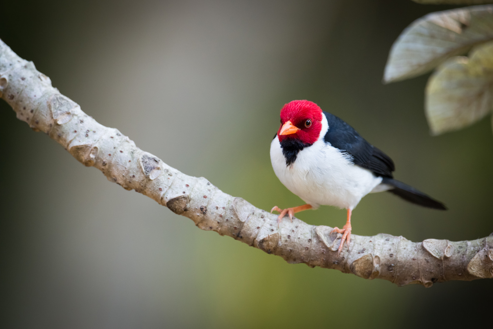 Nikon D800 sample photo. Yellow-billed cardinal on branch looking at camera photography