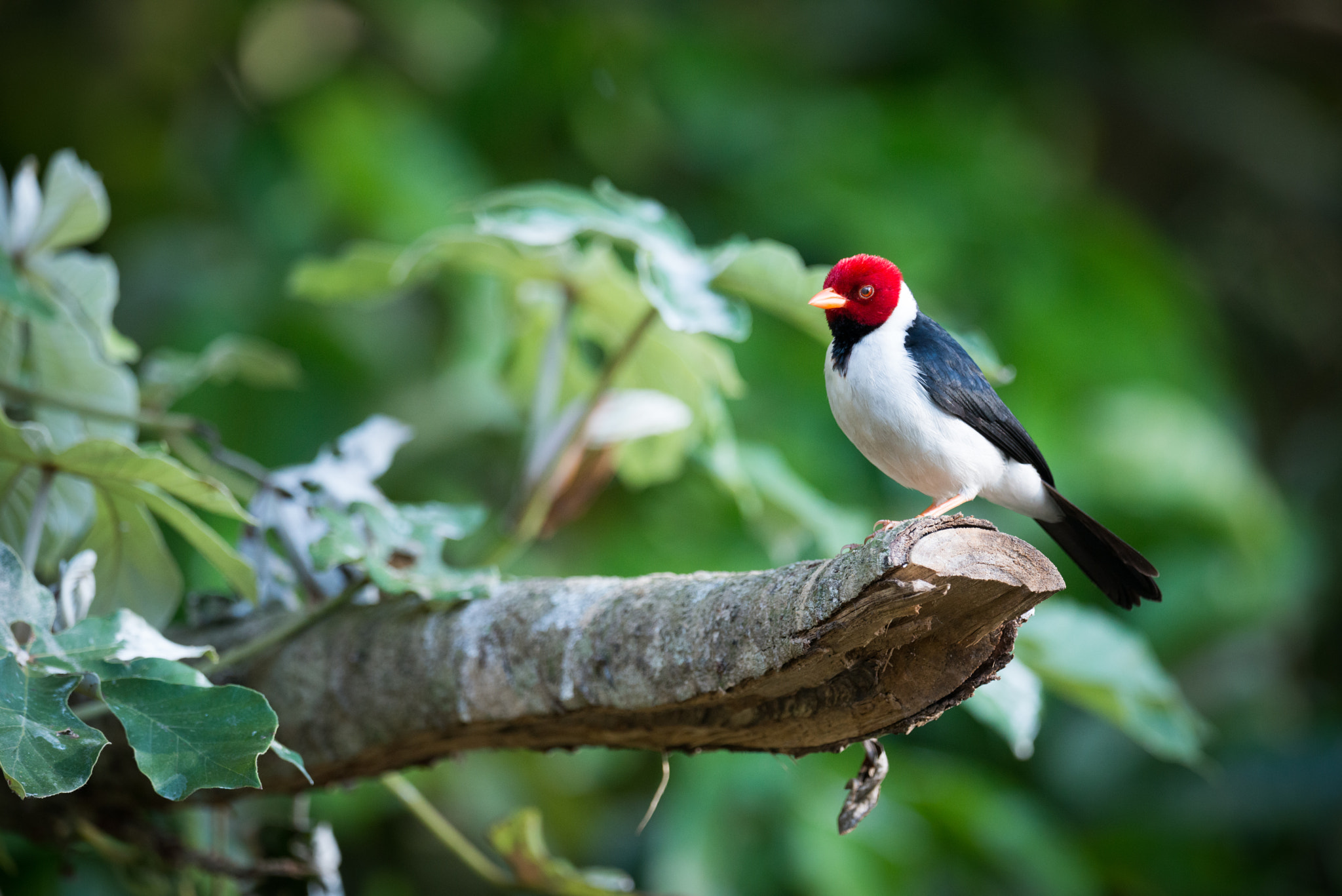 Nikon AF-S Nikkor 800mm F5.6E FL ED VR sample photo. Yellow-billed cardinal on branch with blurred background photography