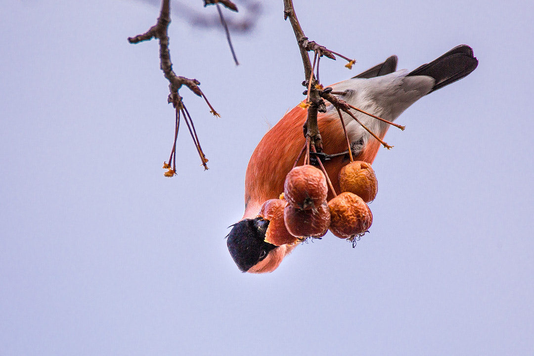 150-600mm F5-6.3 DG OS HSM | Contemporary 015 sample photo. Bullfinch photography