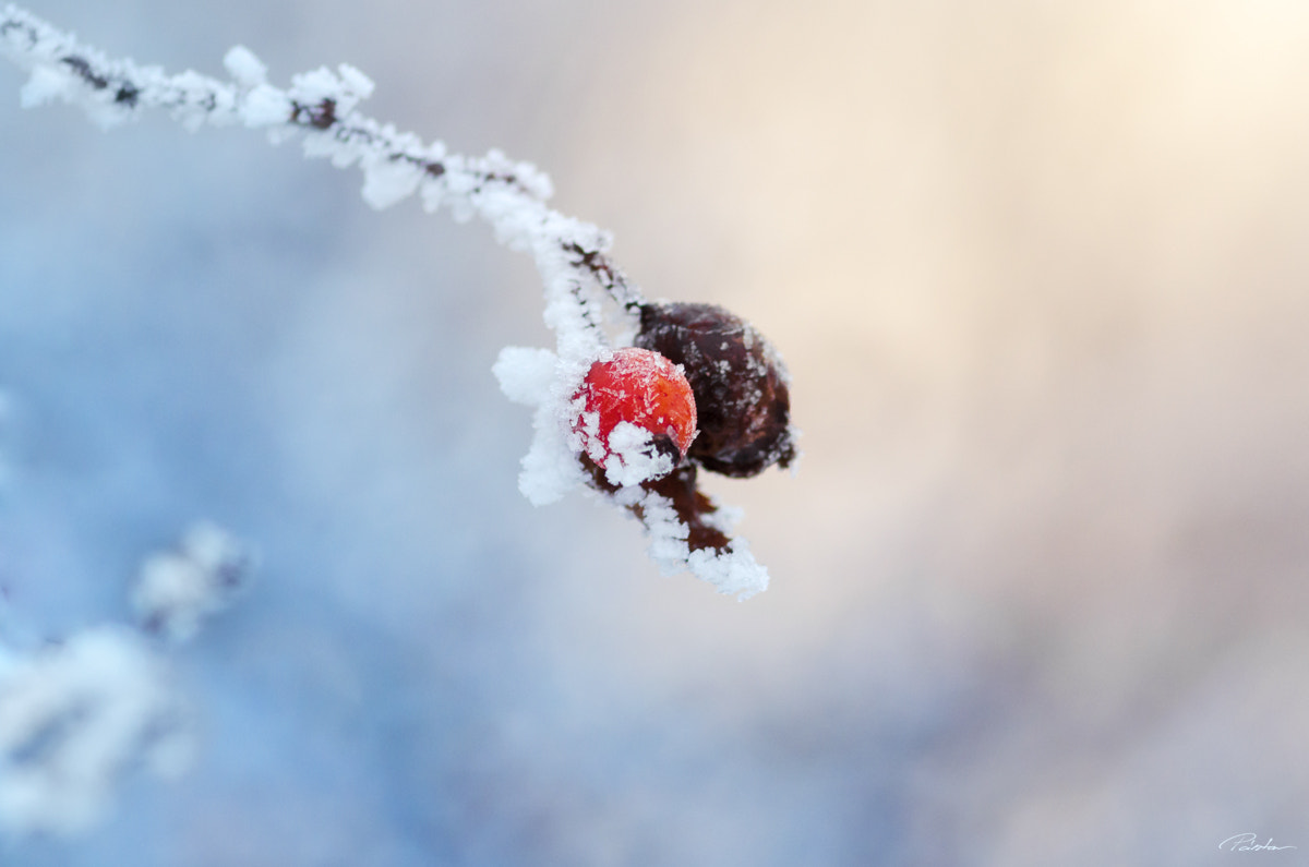 Nikon AF-S Micro-Nikkor 105mm F2.8G IF-ED VR sample photo. Frozen photography