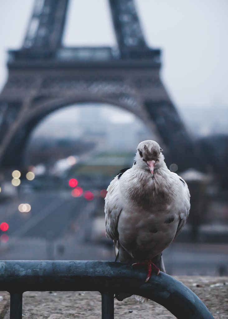 French Pigeon by Luke  Sciberras on 500px.com